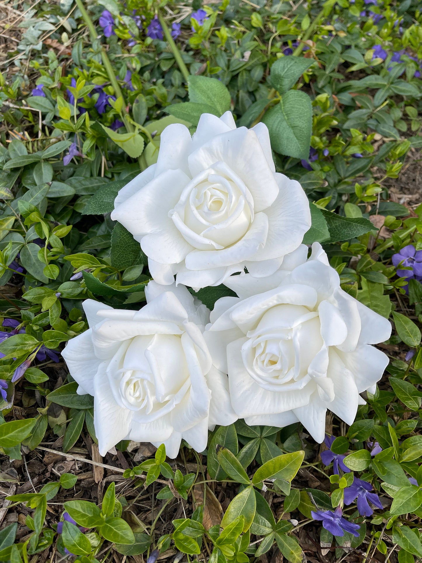 White full bloom roses in a garden setting
