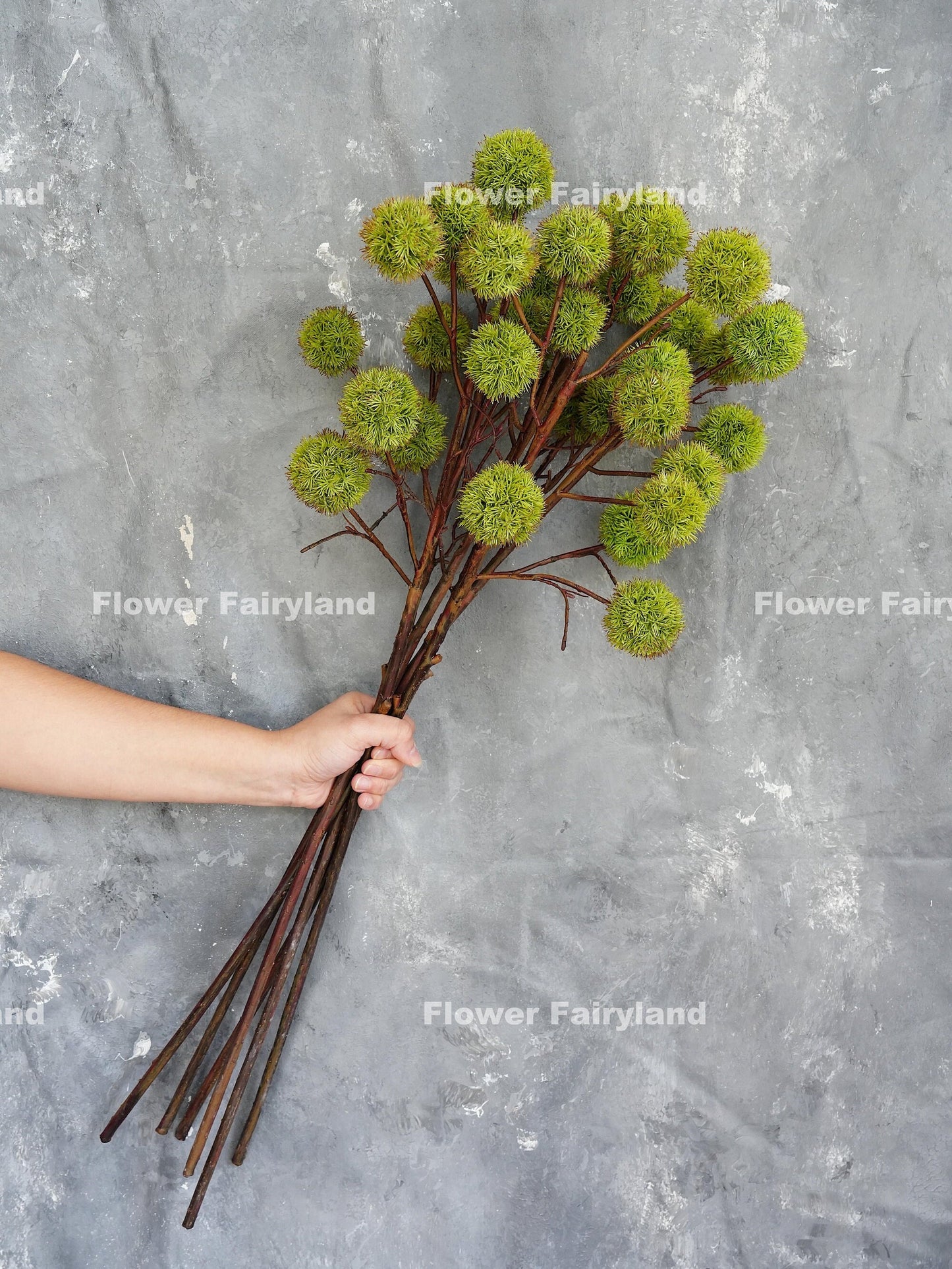 Single 32 inch chestnut branch held in hand for scale