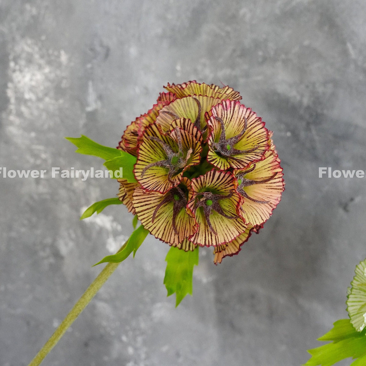 Faux starflower scabiosa stellata stem in dark colorway
