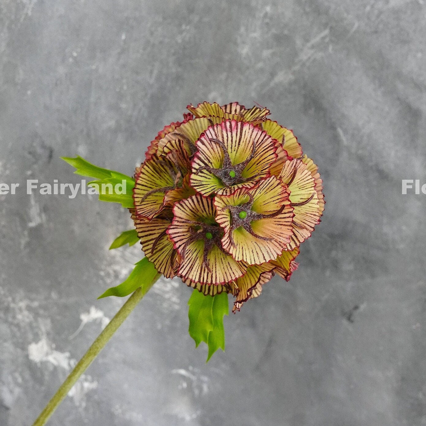 Dark faux starflower seed head detail