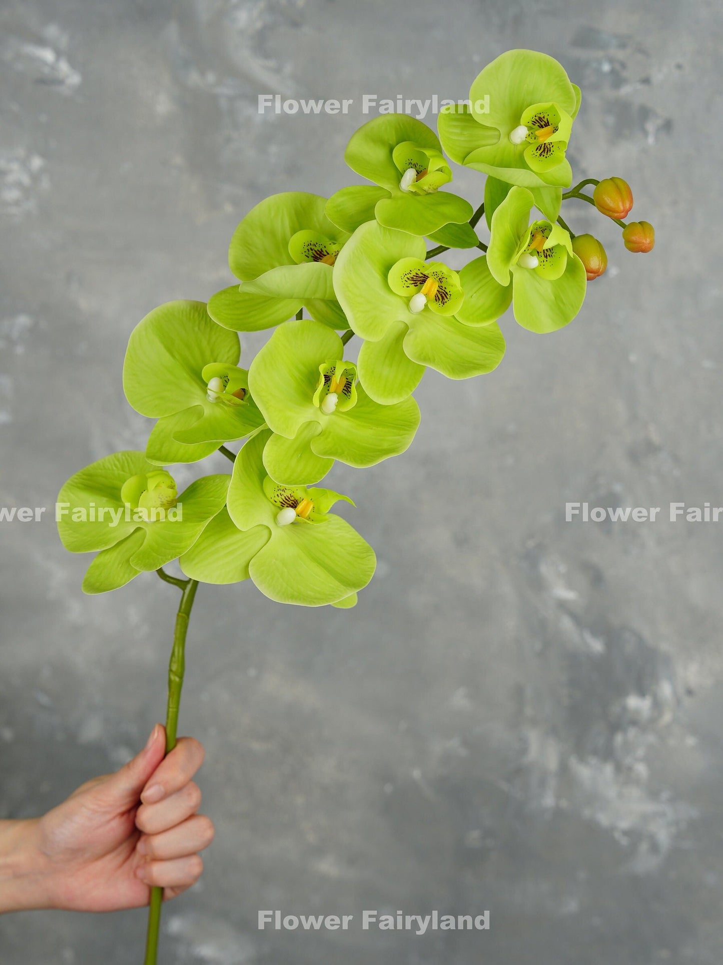 Green orchid flower detail
