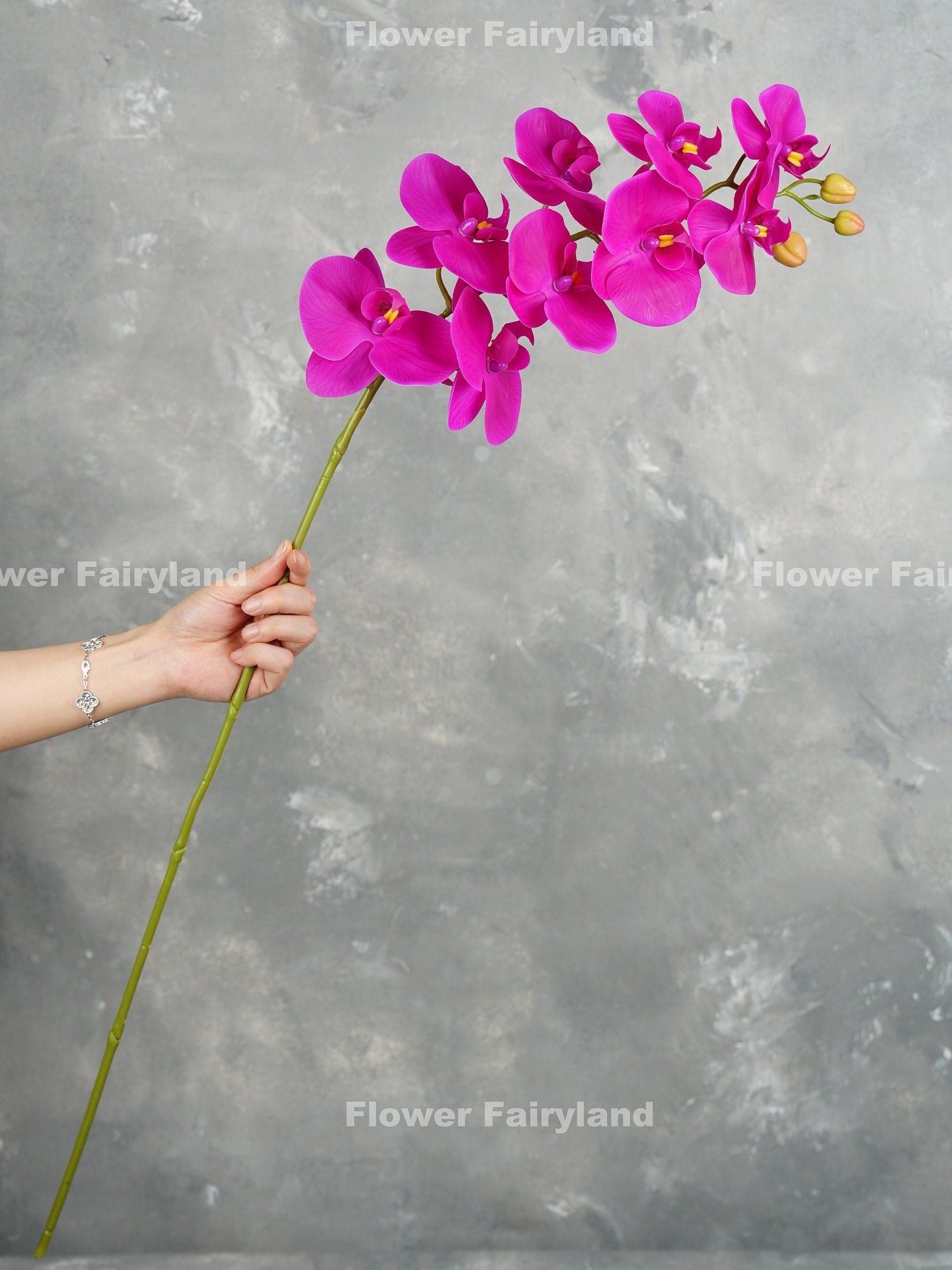 Magenta orchid in a vase