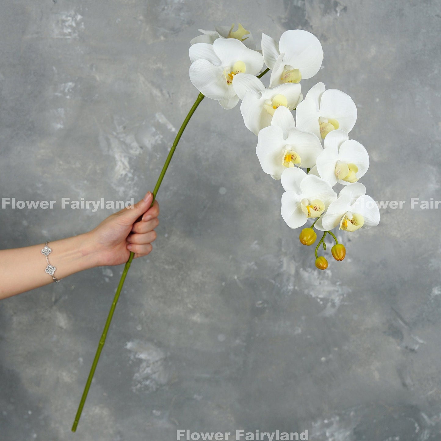 White orchid flower detail