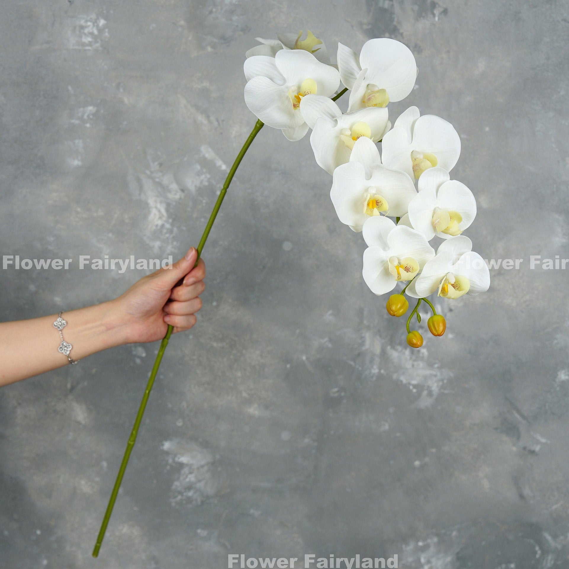 White orchid flower detail