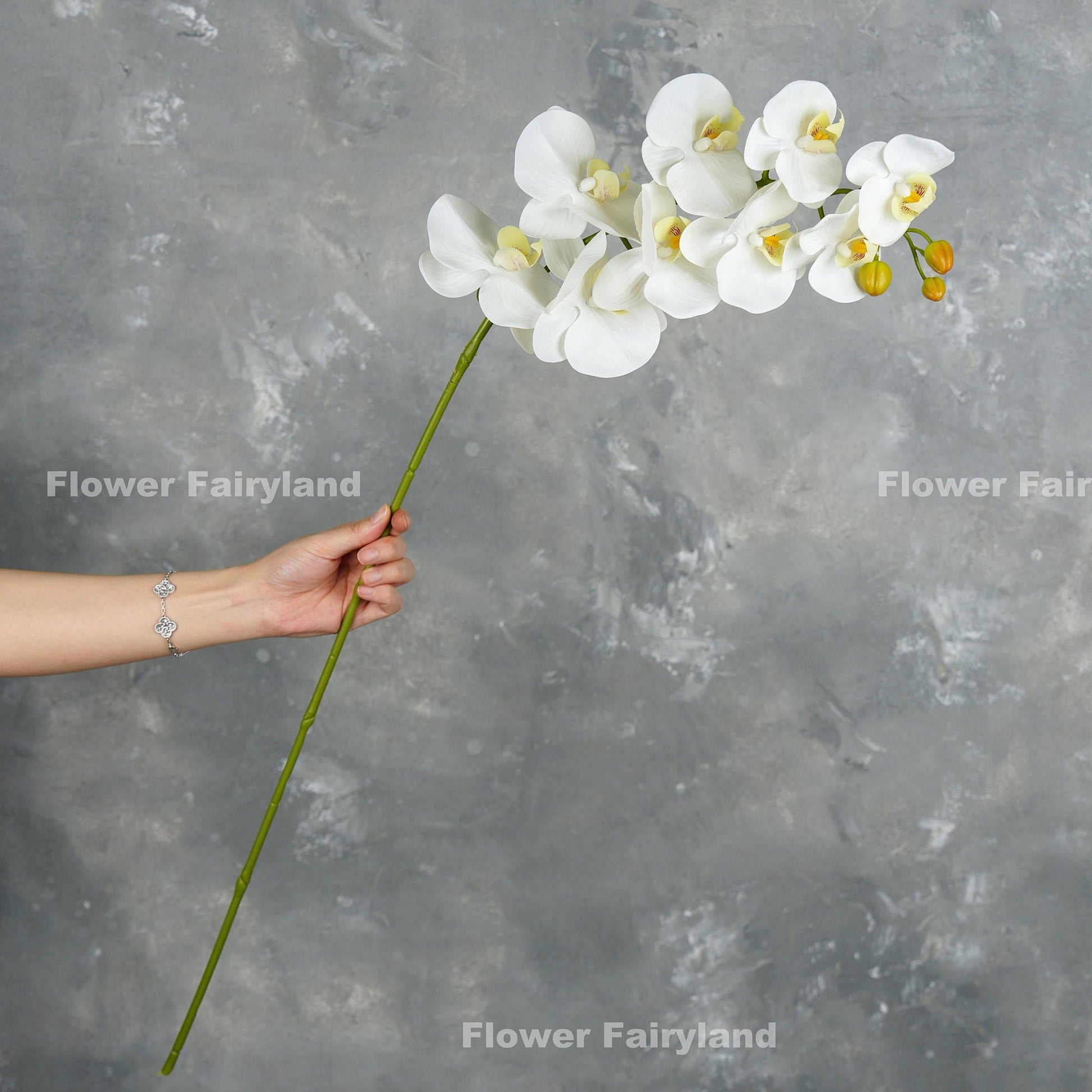 White orchid in a vase