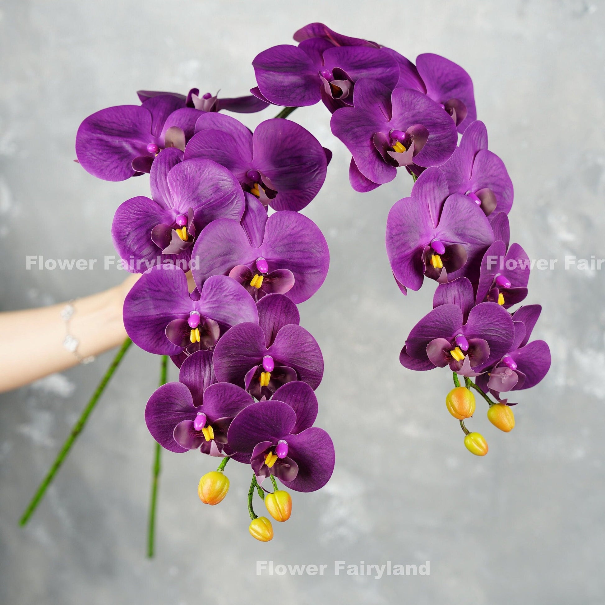 Dark grape purple orchid flower detail
