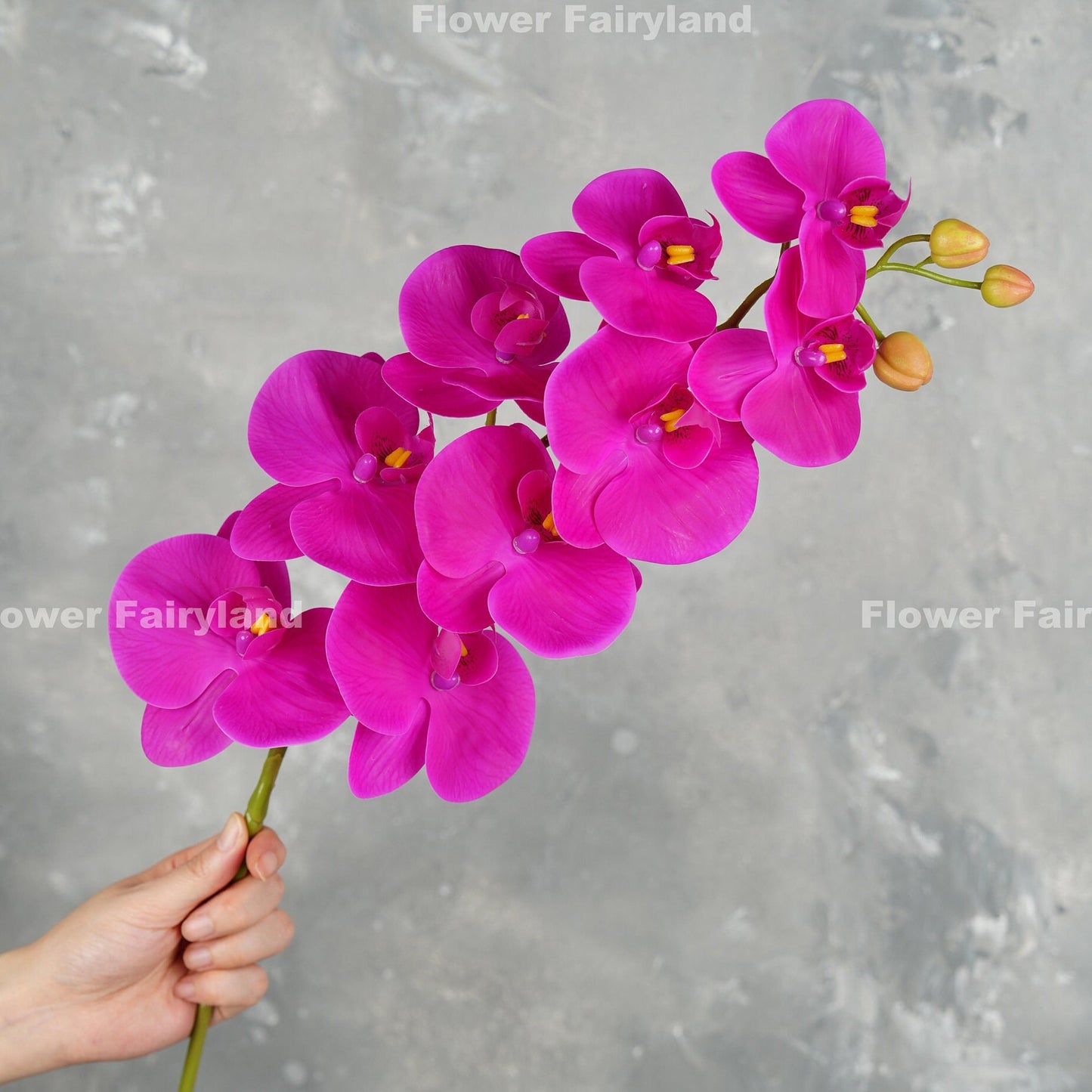 Magenta orchid flower detail