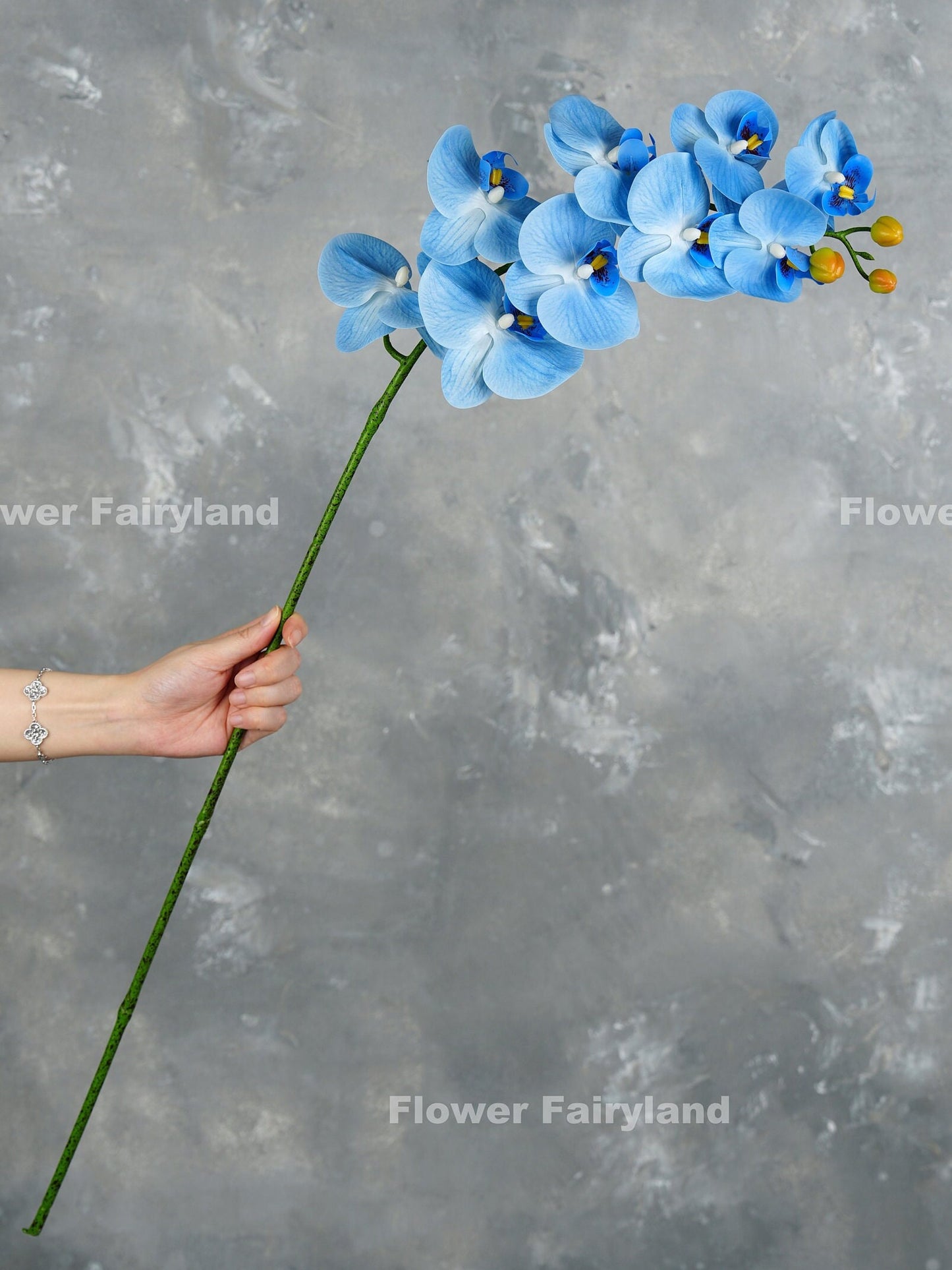 Blue orchid in a vase