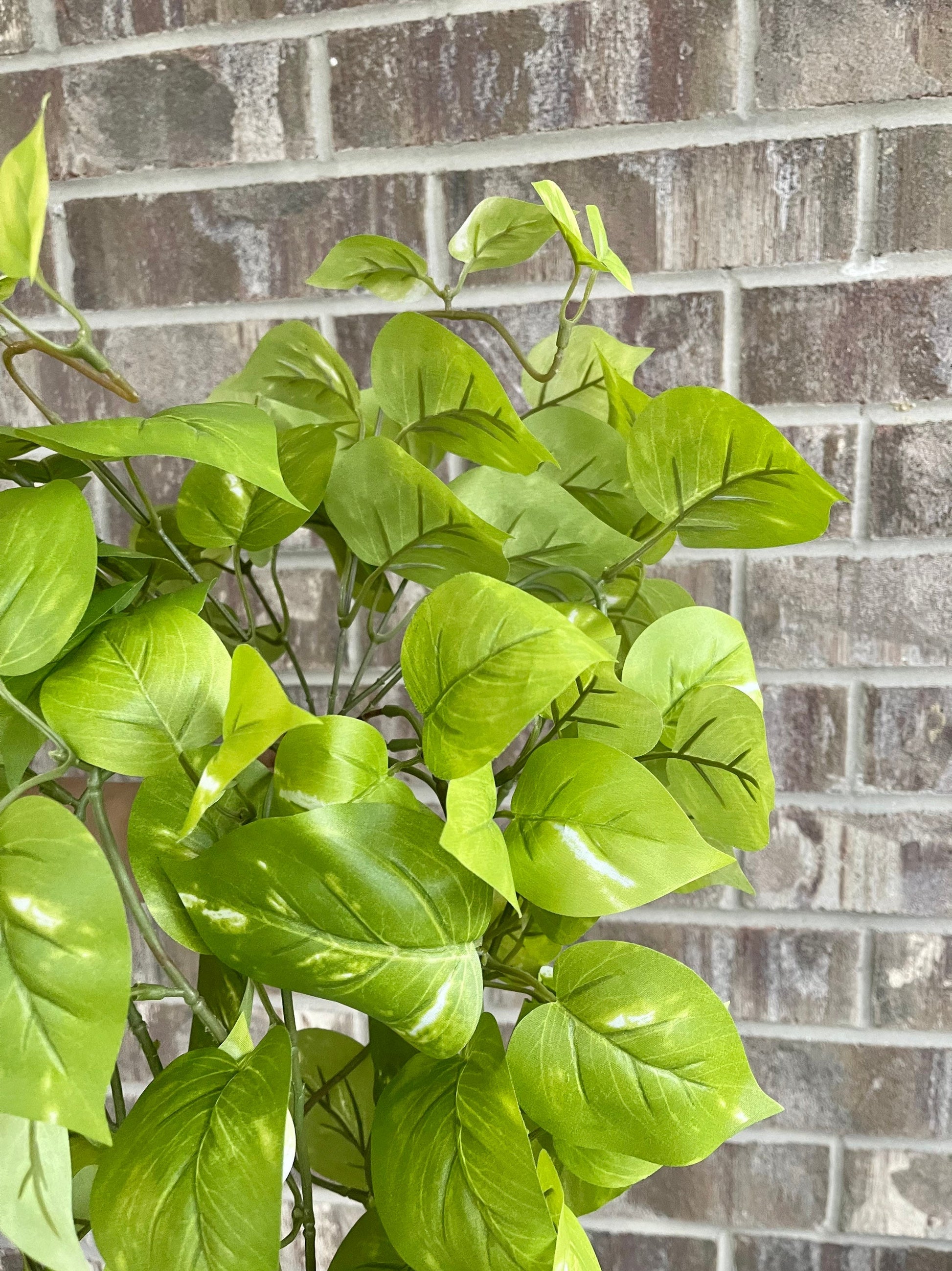 Light green golden pothos leaf close-up