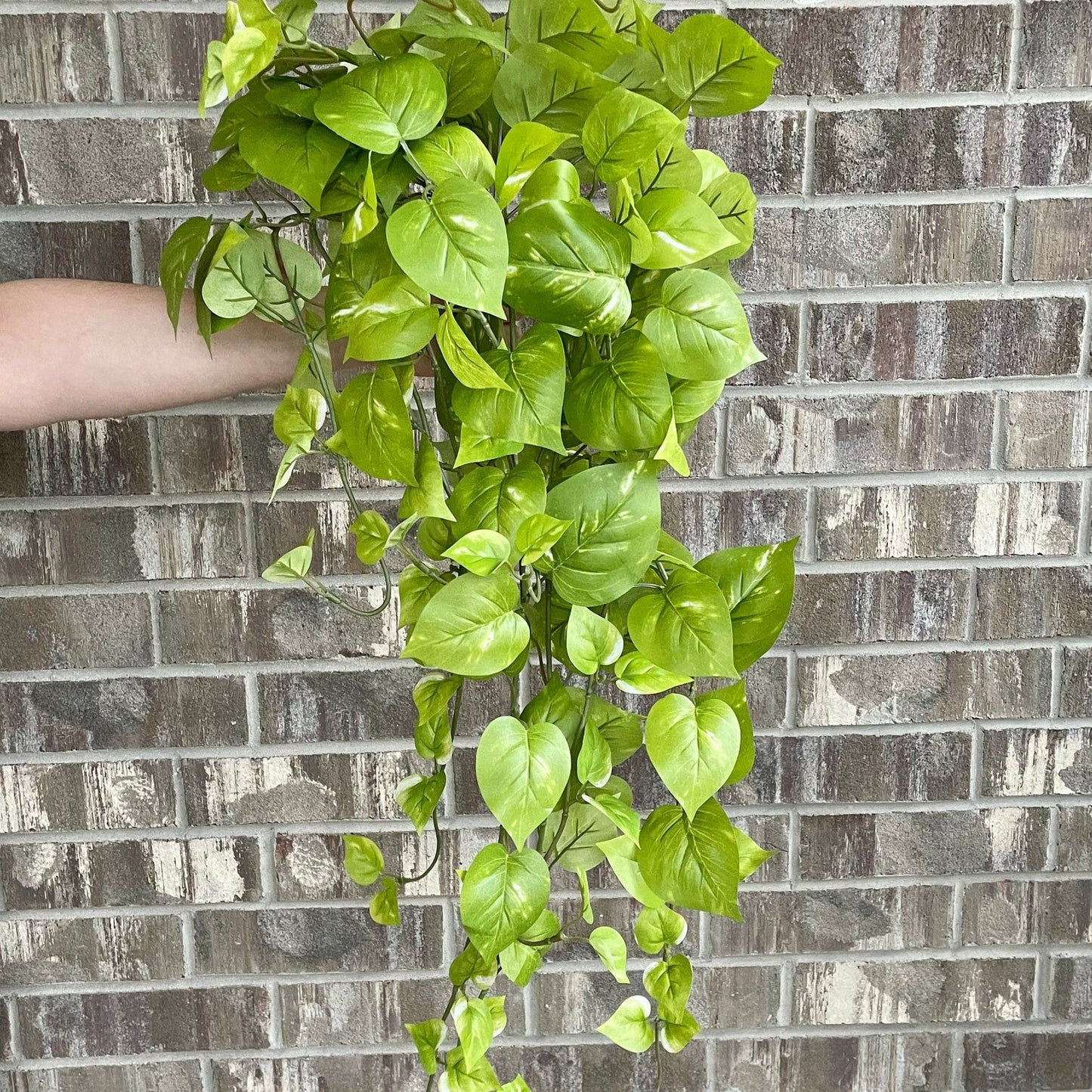 34 inch faux hanging golden pothos light green square cover