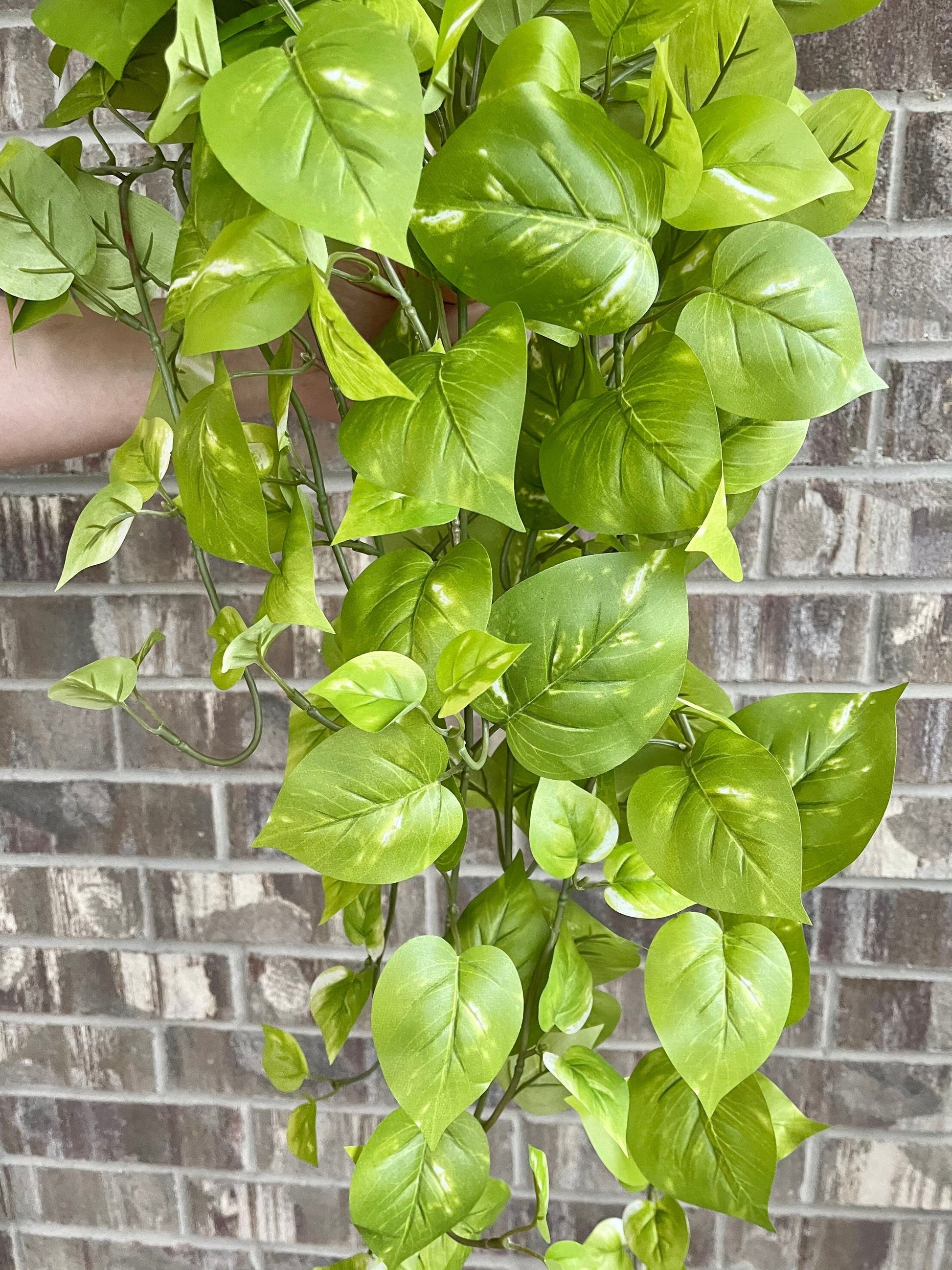 Light green golden pothos leaves texture