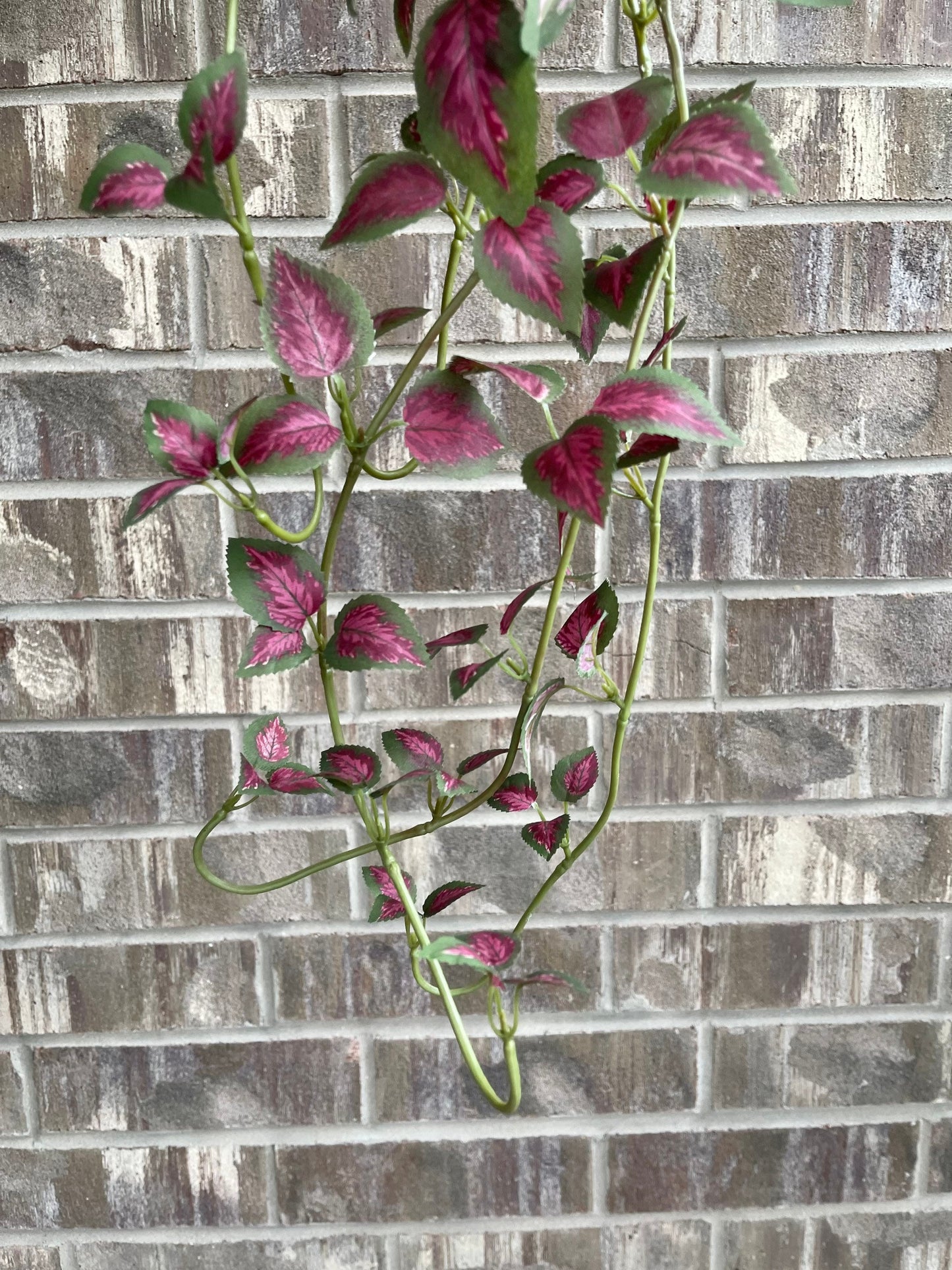 Dark pink hanging pothos trailing vine