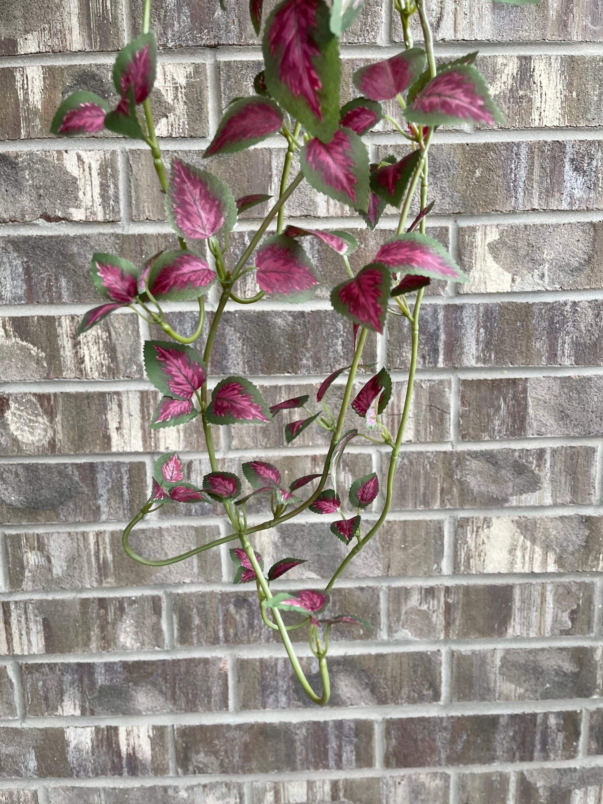 Dark pink hanging pothos trailing vine