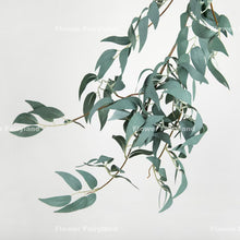 Load image into Gallery viewer, Faux Weeping Willow Garland 67&quot; Stem – Dusty Green
