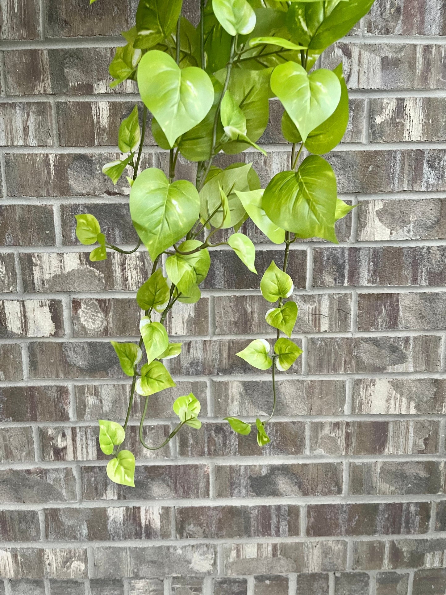 Light green golden pothos trailing vine detail