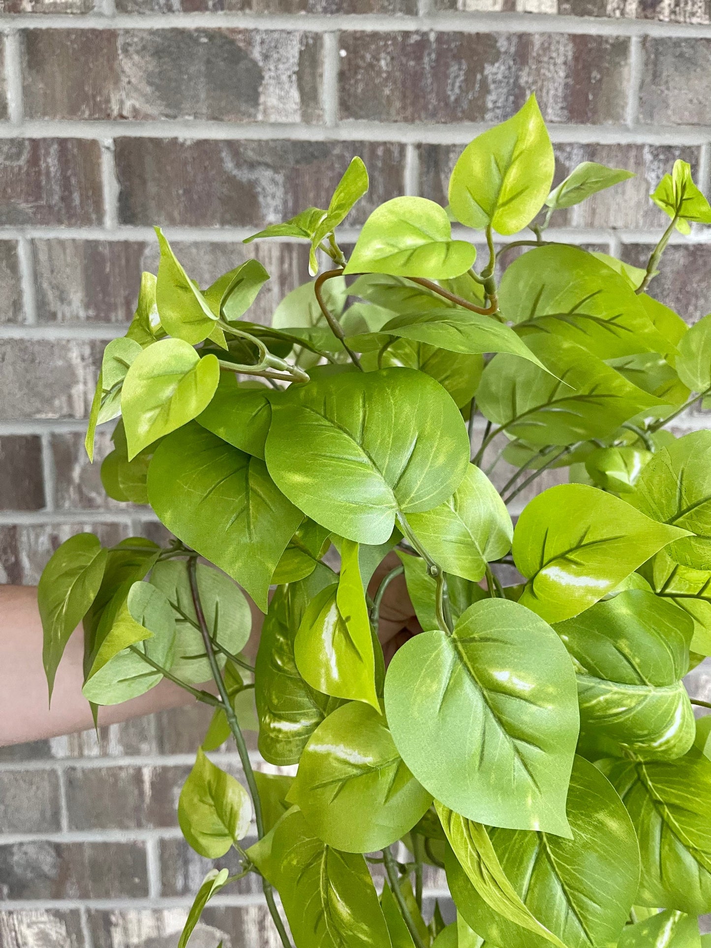 Light green golden pothos foliage detail