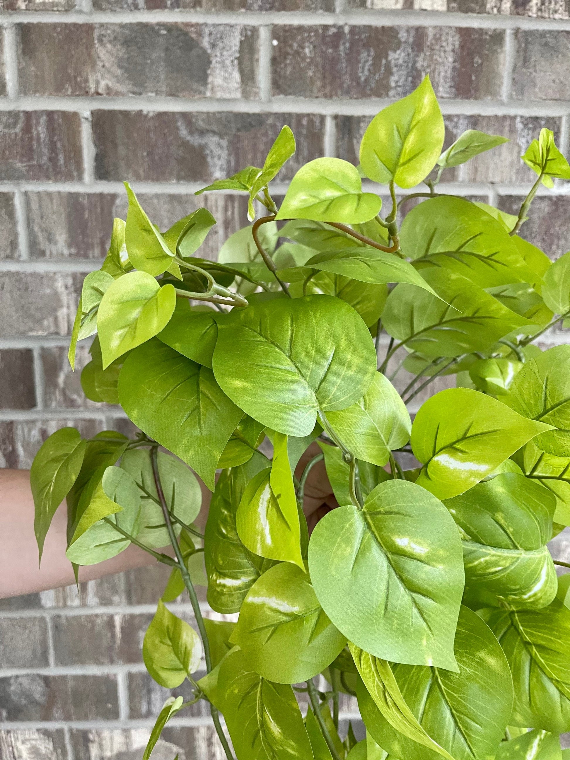 Light green golden pothos foliage detail
