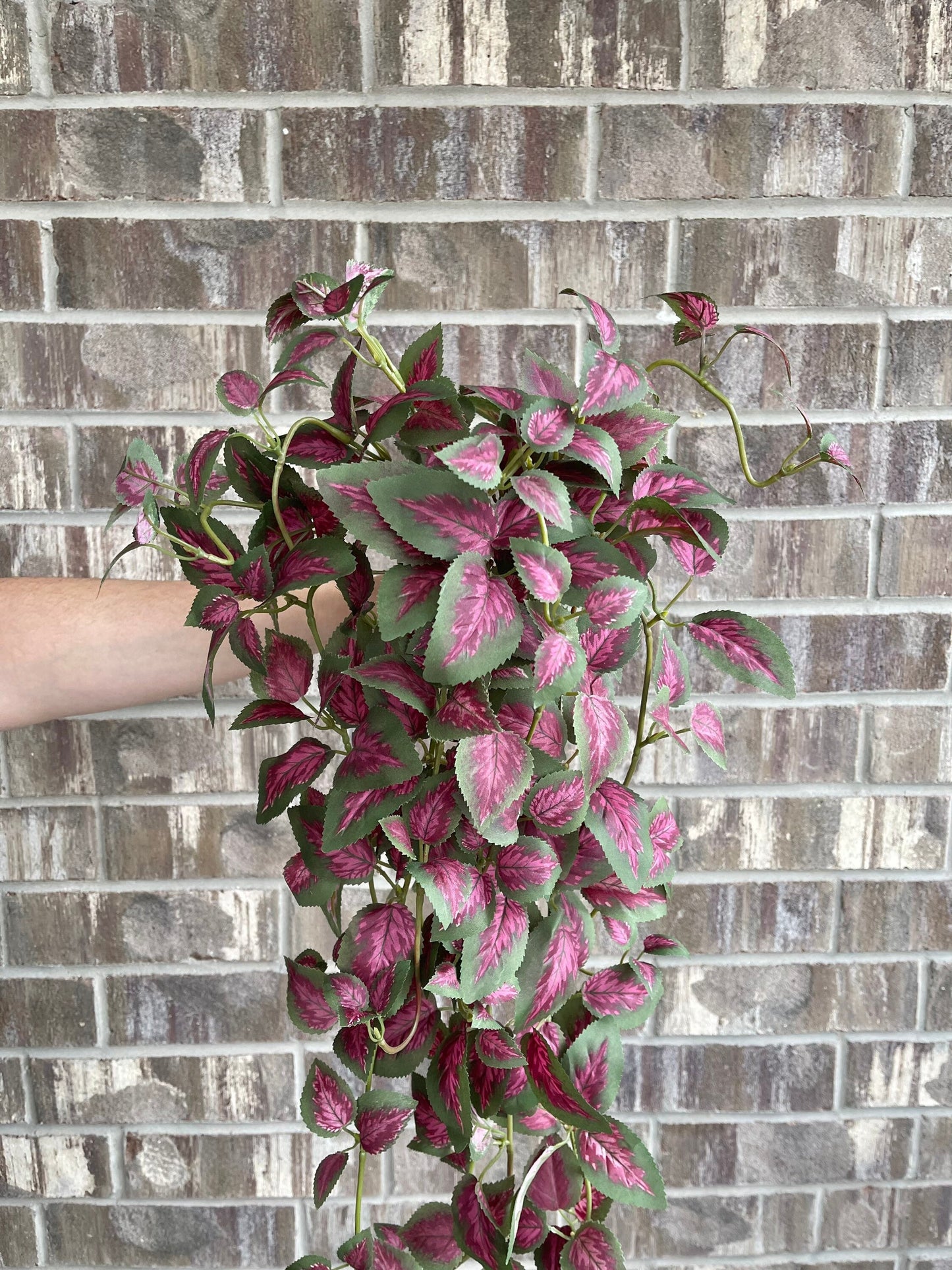 Dark pink hanging plant detail