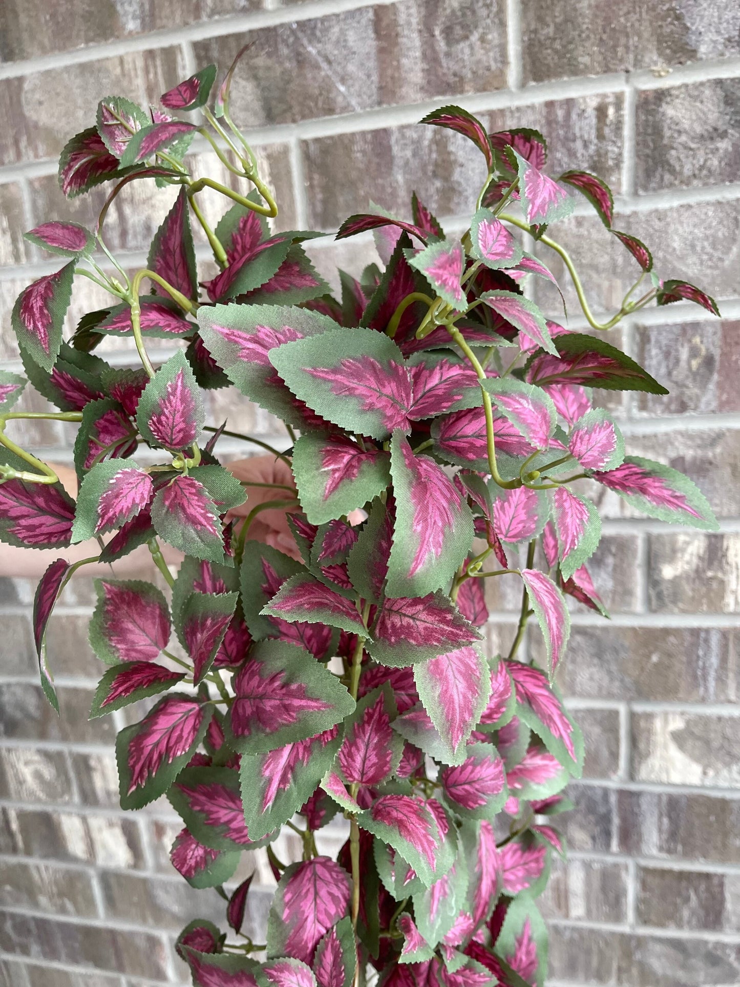 Dark pink hanging pothos leaf detail