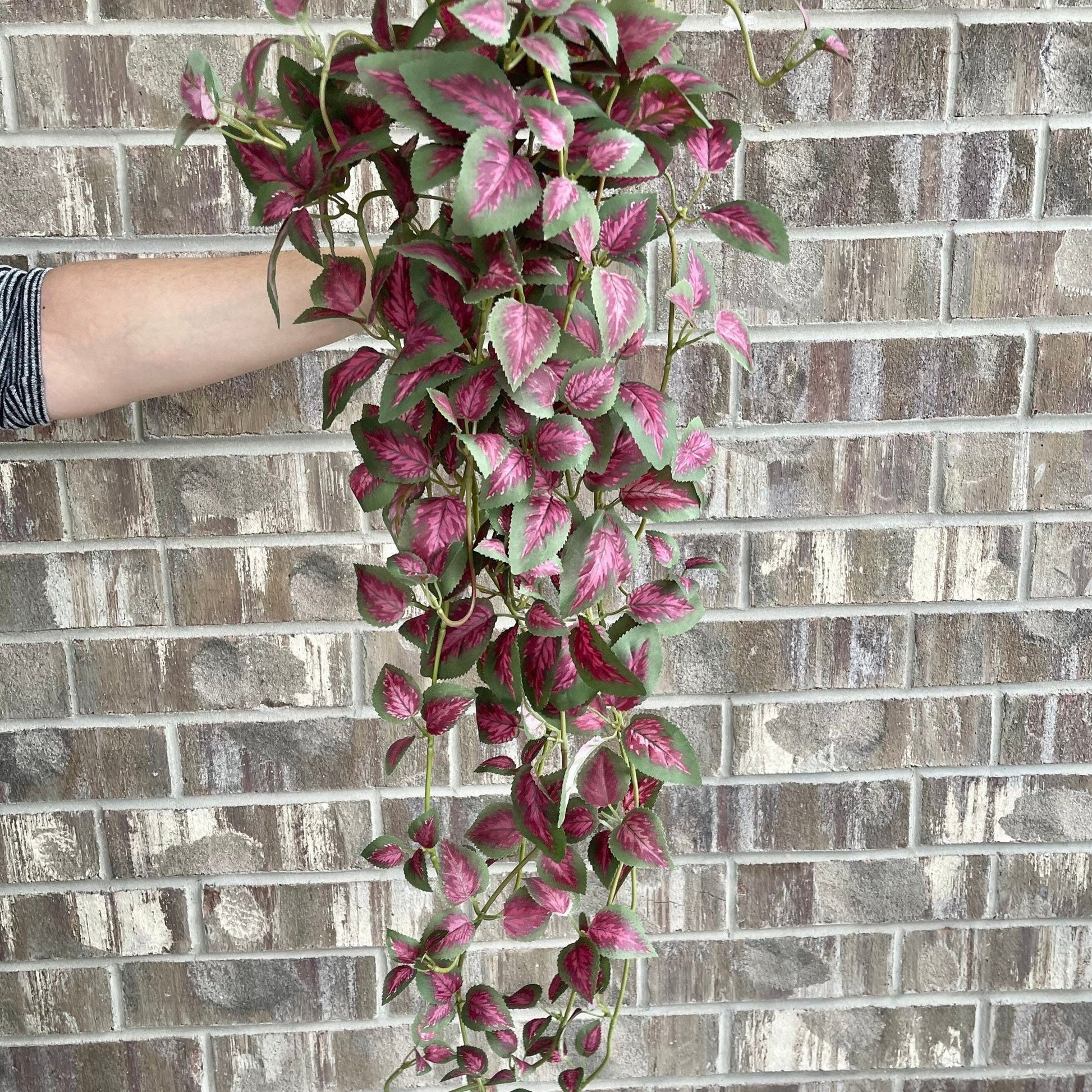 34 inch hanging pothos dark pink square cover