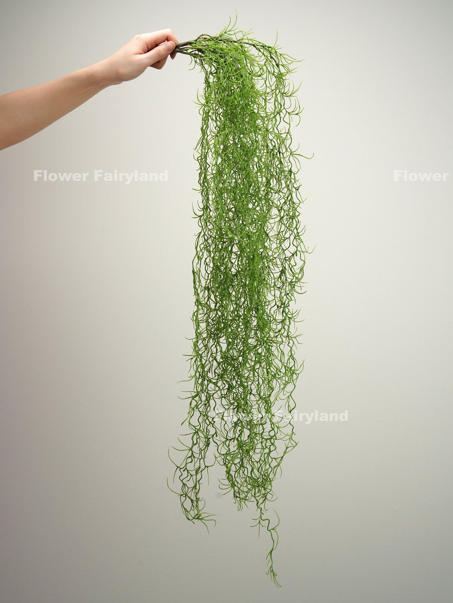 Green Spanish moss hanging plant in home decor