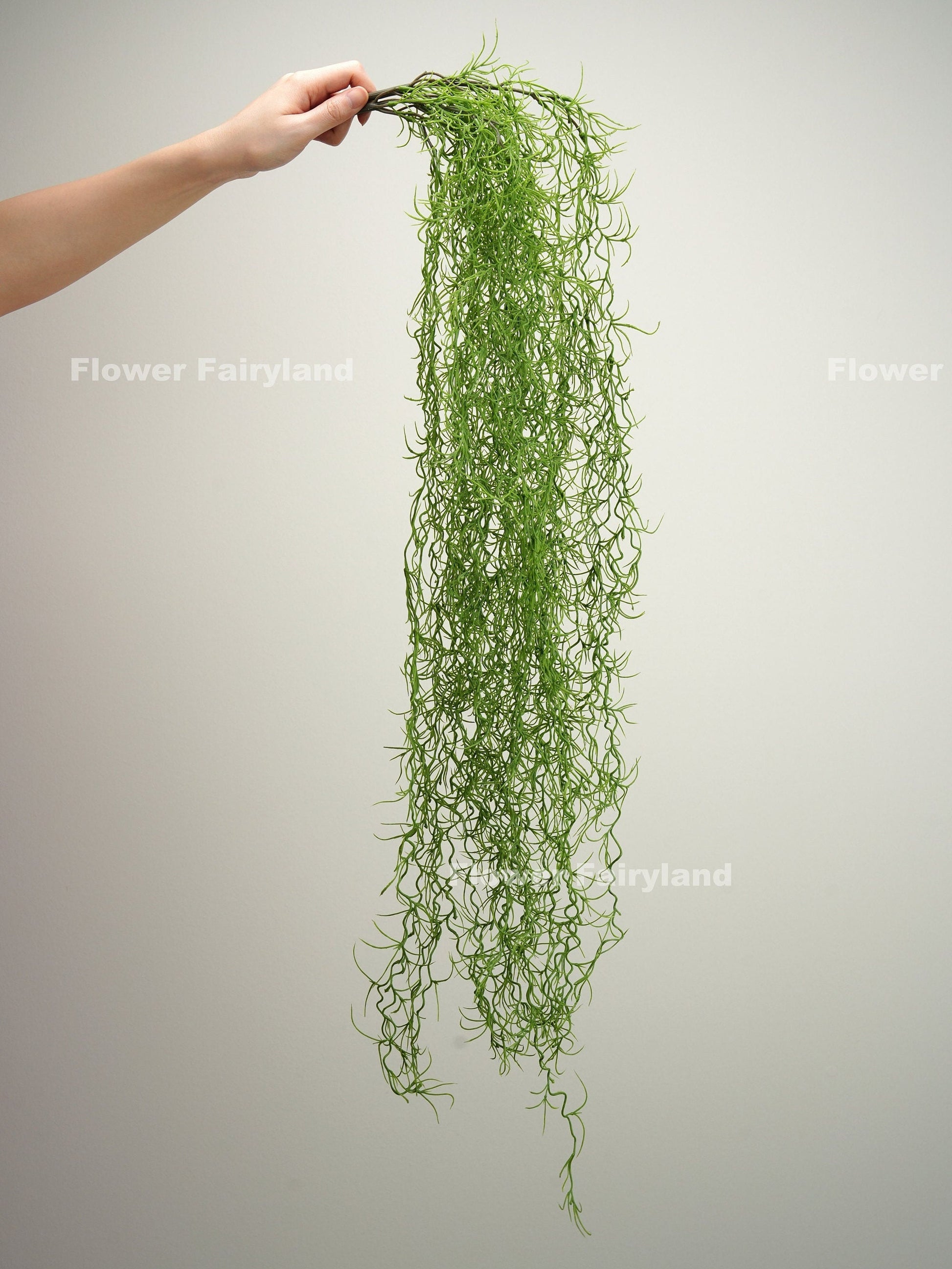 Green Spanish moss hanging plant in home decor