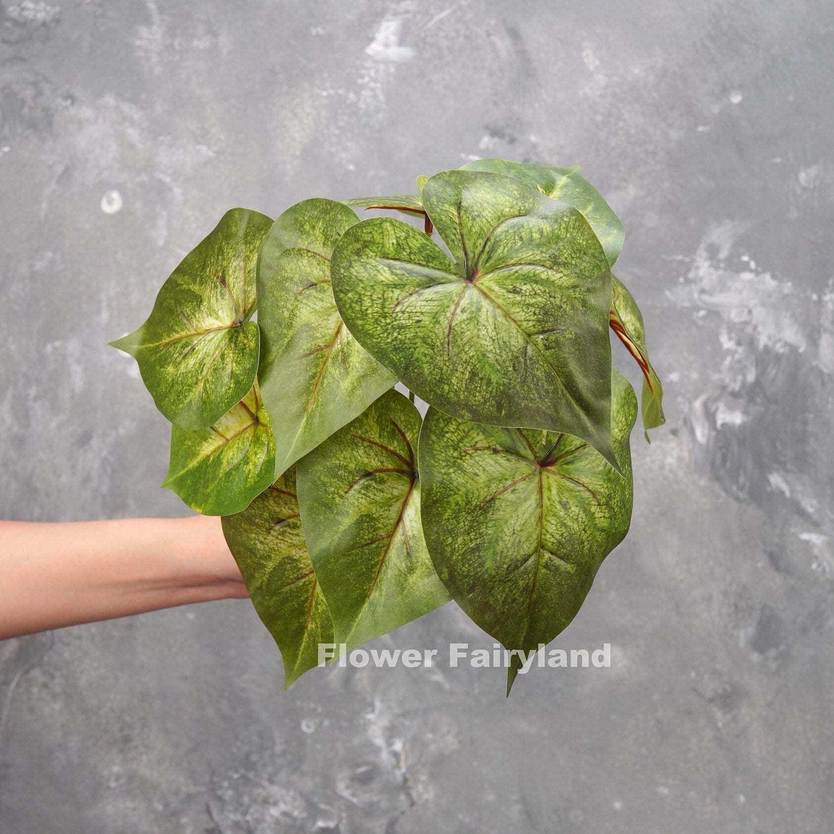 Mottled green angel wings plant styled in pot