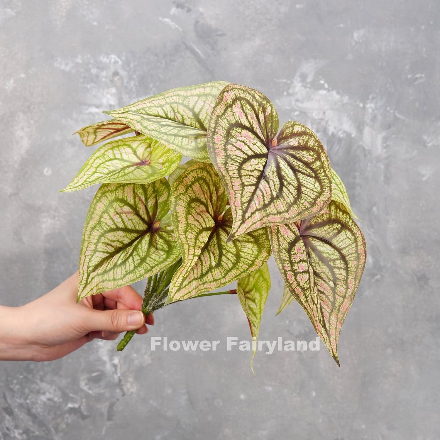 Faux angel wings plant with veined cream leaves