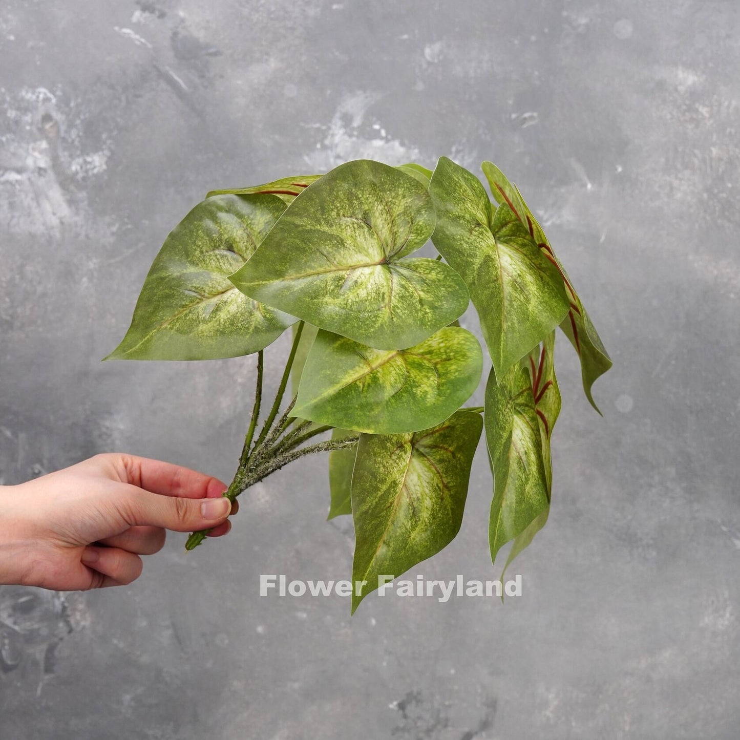 Mottled green angel wings leaf detail
