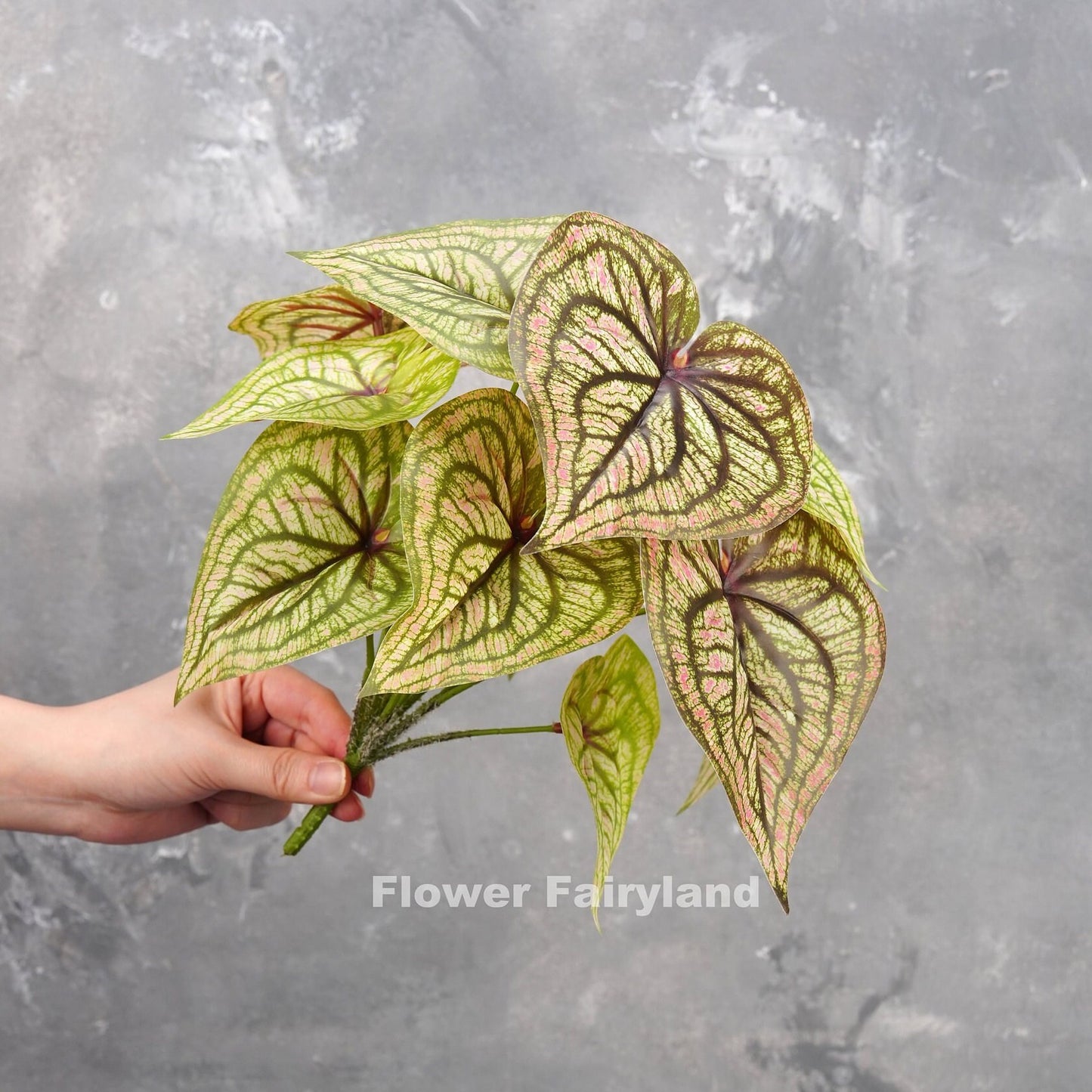 Veined cream angel wings plant styled in pot