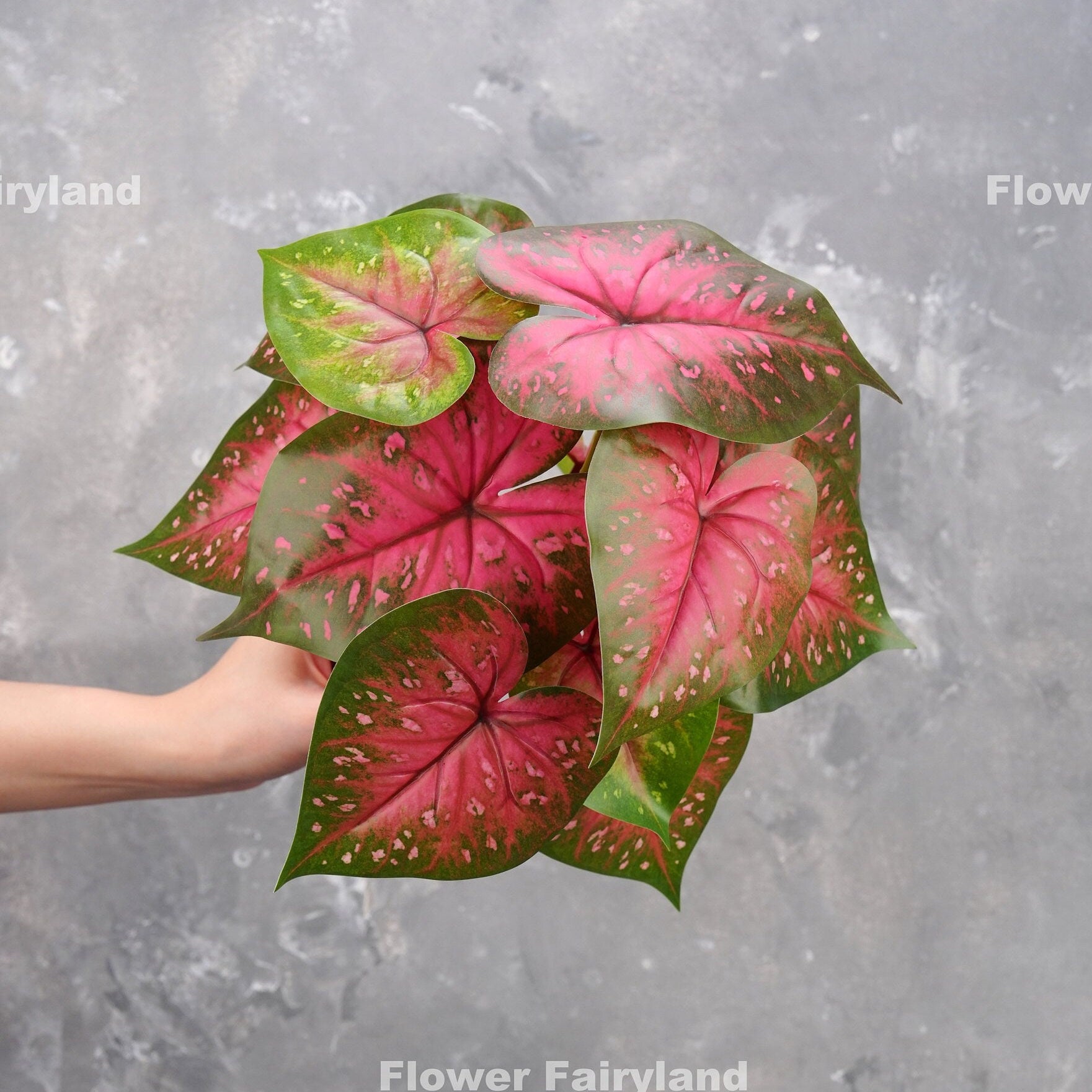 Caladium bicolor plant styled in pot