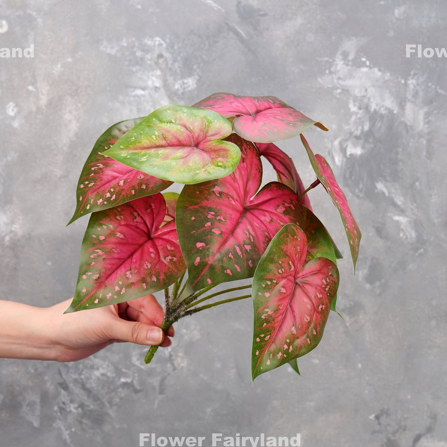 Faux angel wings caladium bicolor plant
