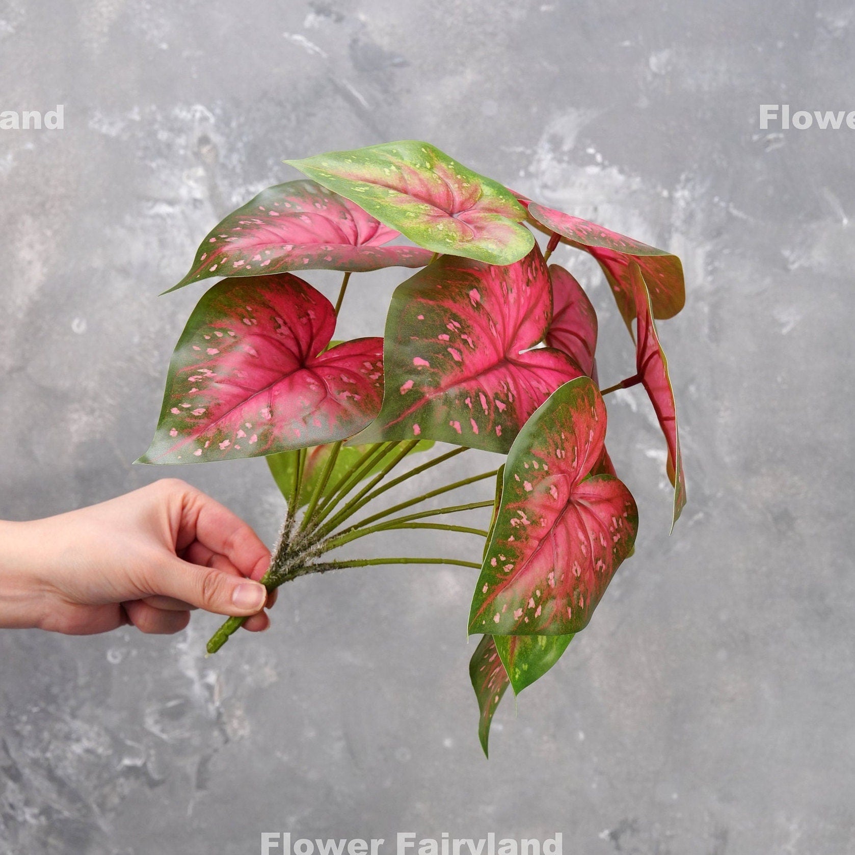 Caladium bicolor leaf detail