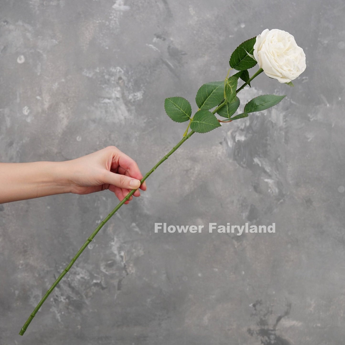 Bright white English rose in a vase