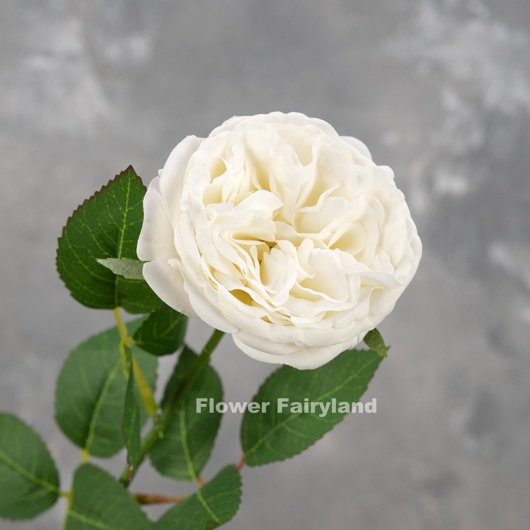 Bright white real touch David Austin rose stem
