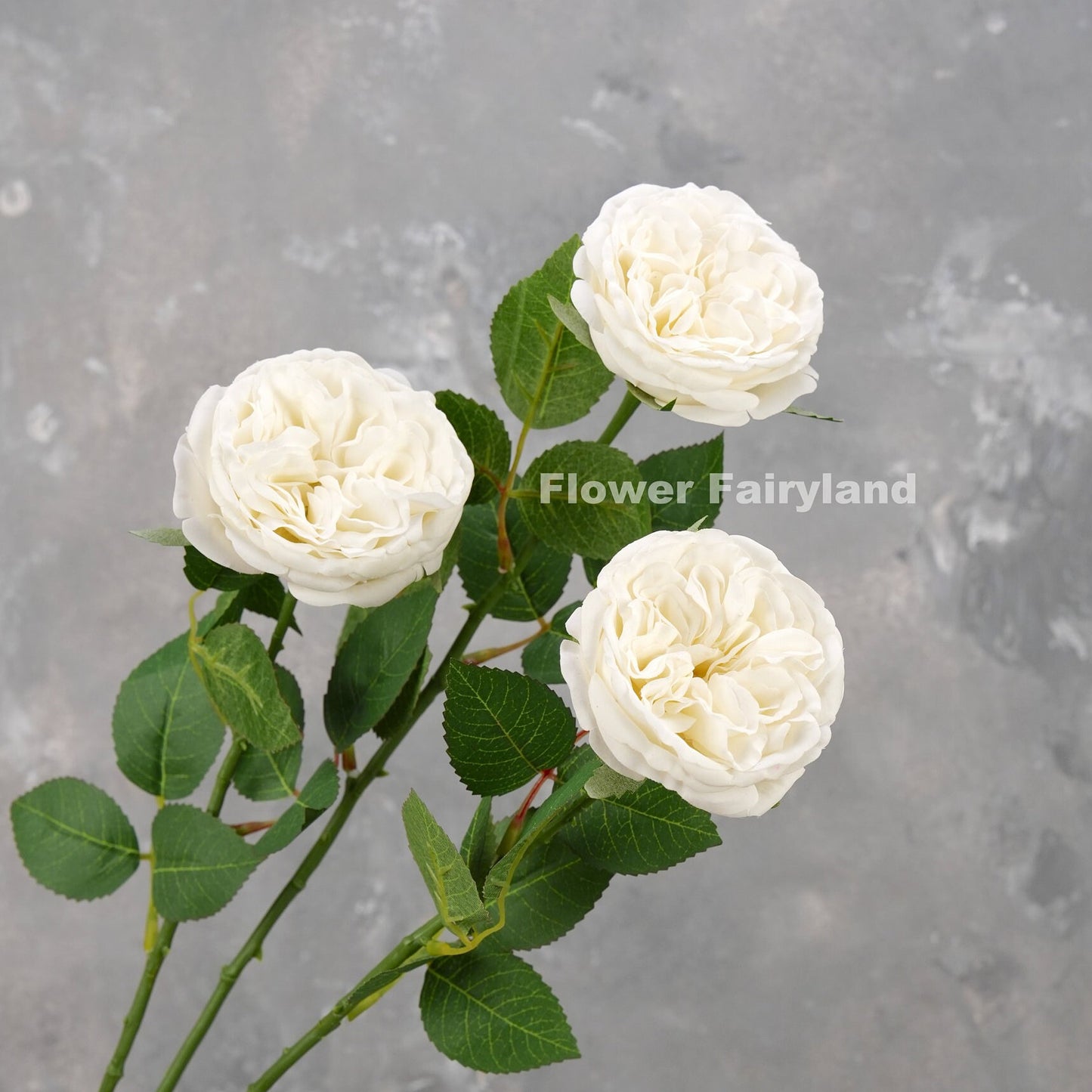 Bright white David Austin rose detail