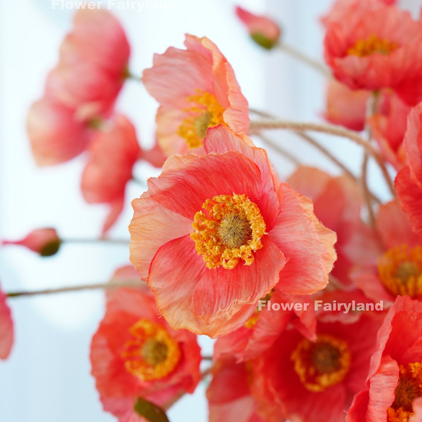 Reddish salmon poppies detail