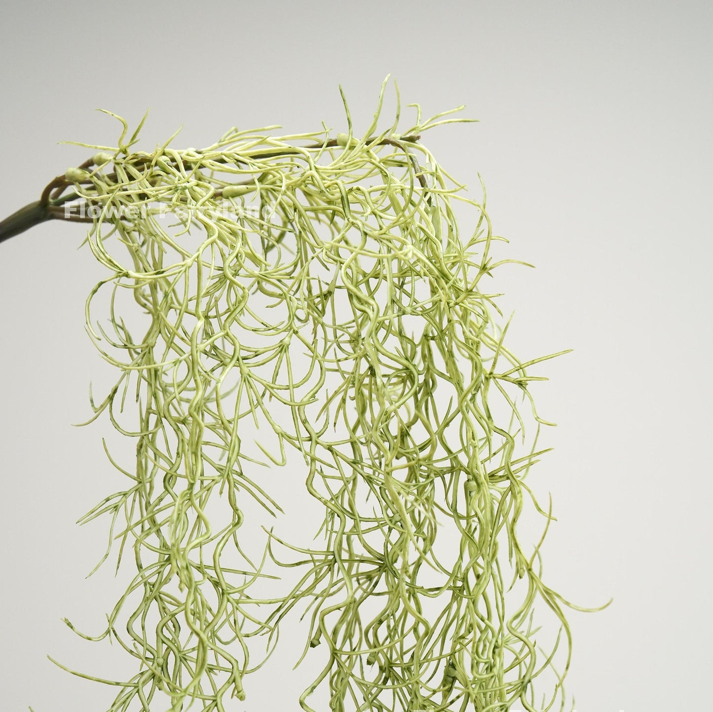 Dusty green Spanish moss airplant hanging display