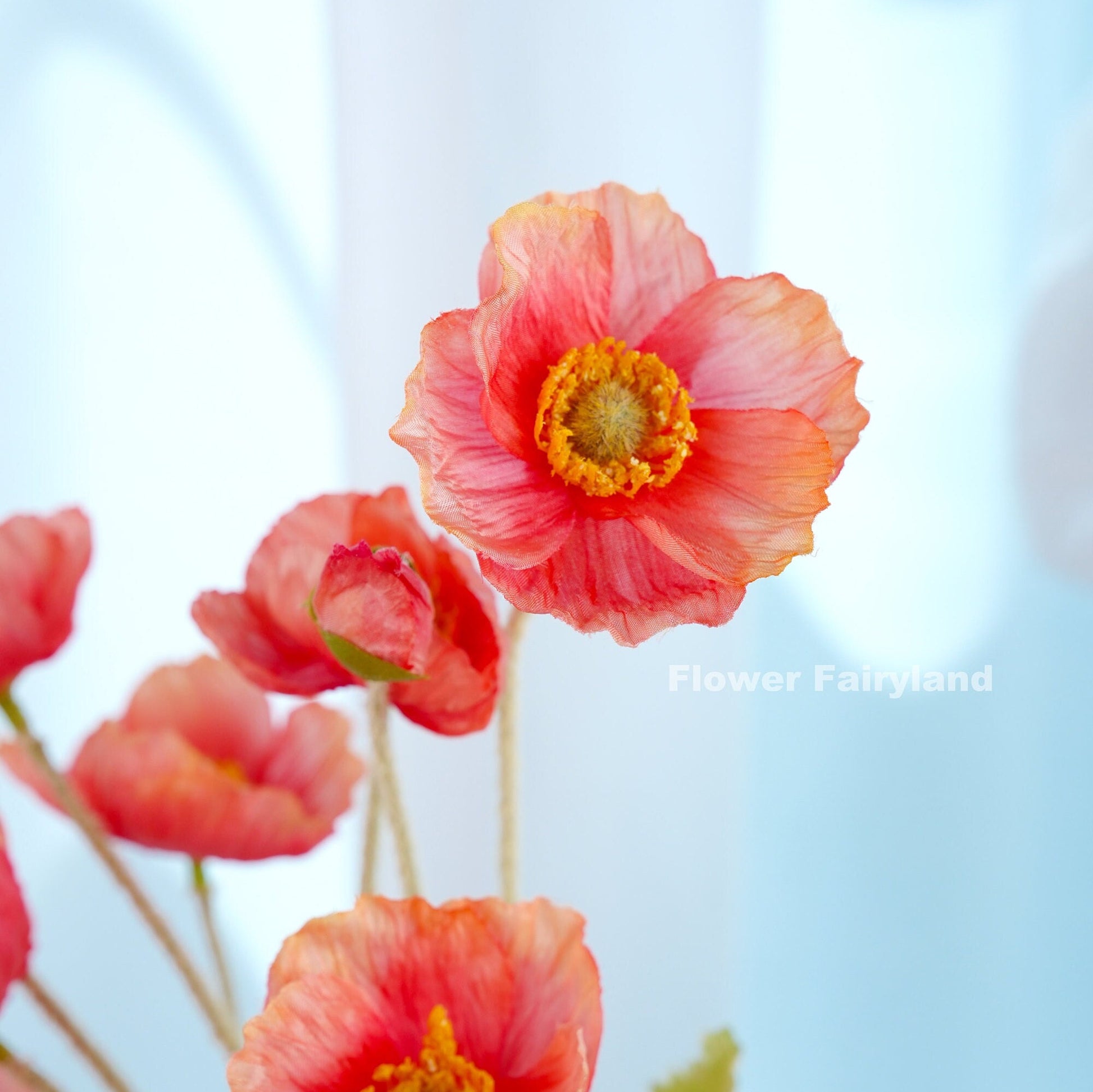 Reddish salmon poppy close-up