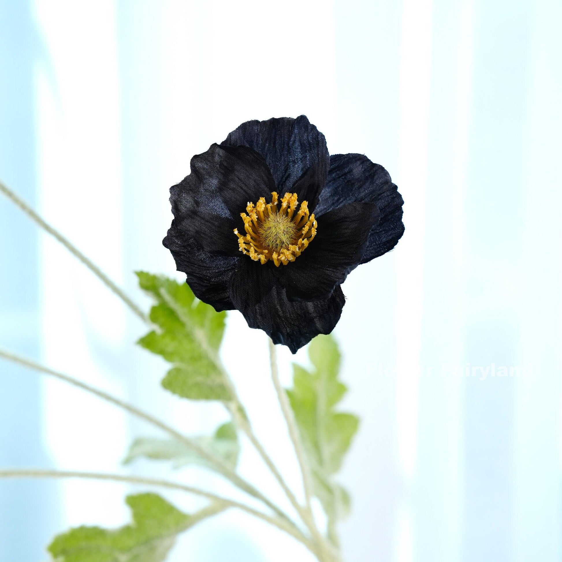 Black poppy bloom close-up with golden center