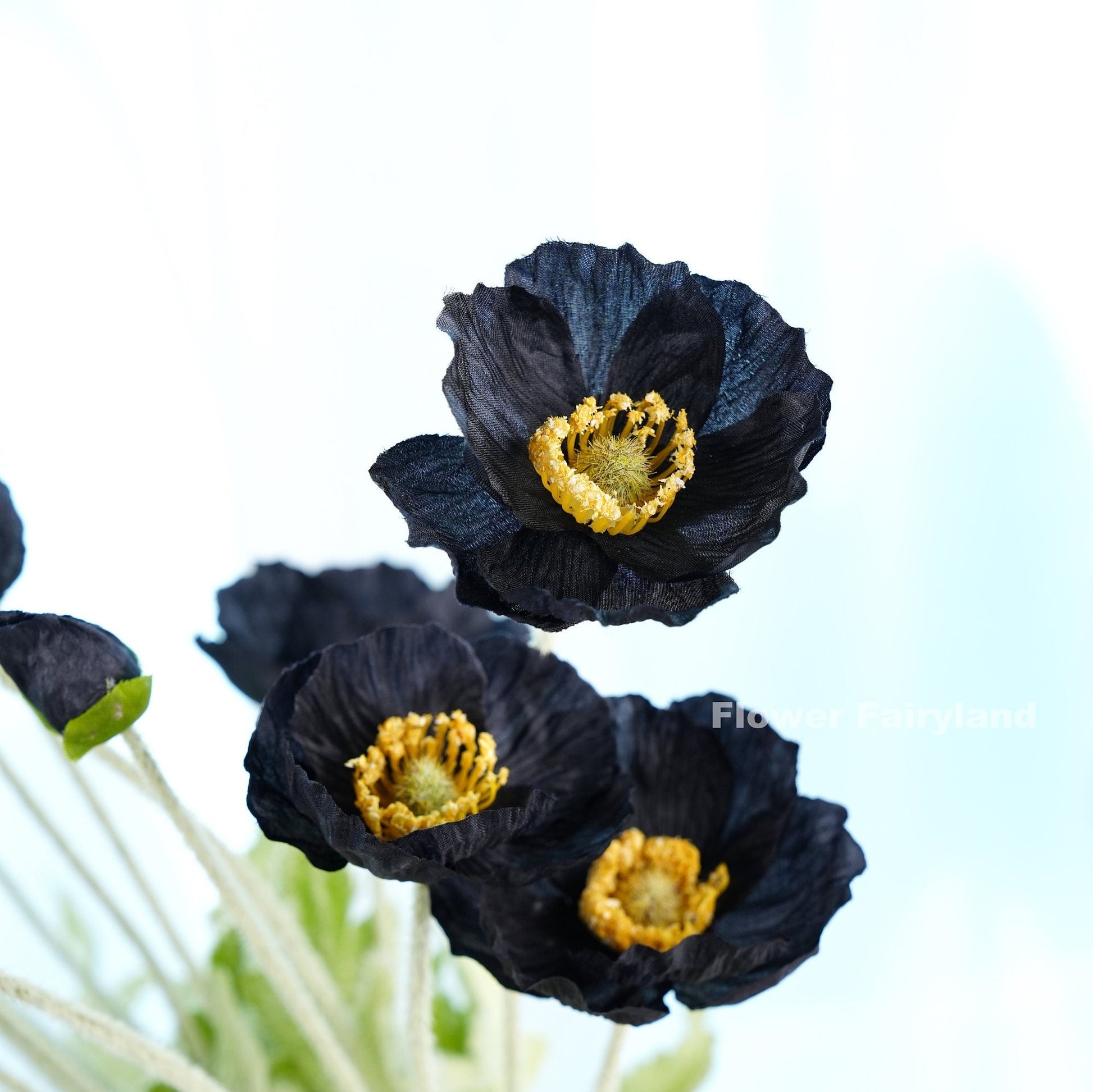 Black poppy petals detail