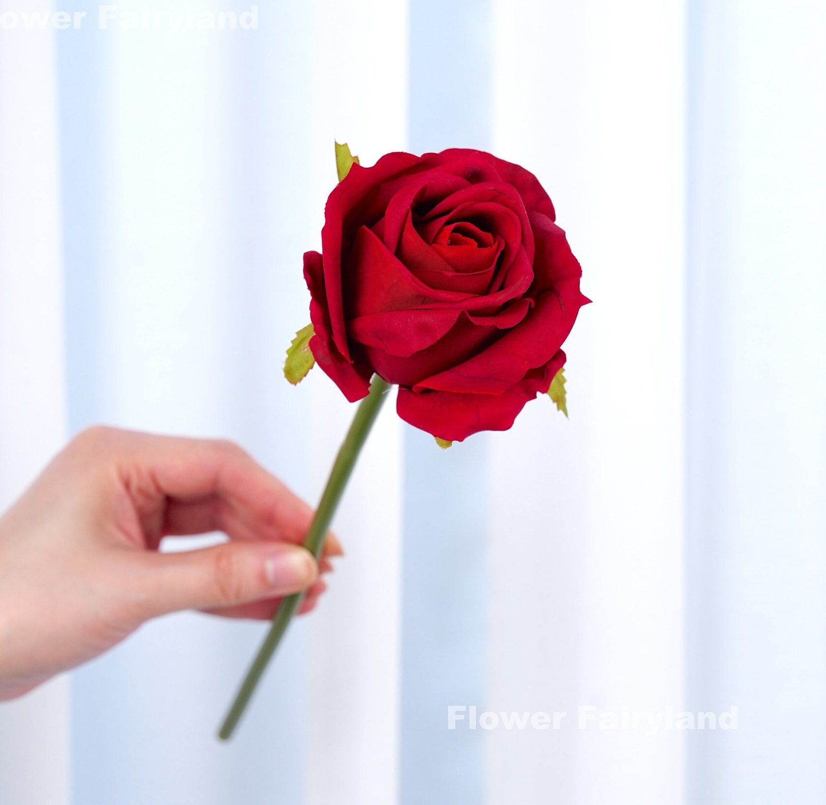 Red roses close-up detail