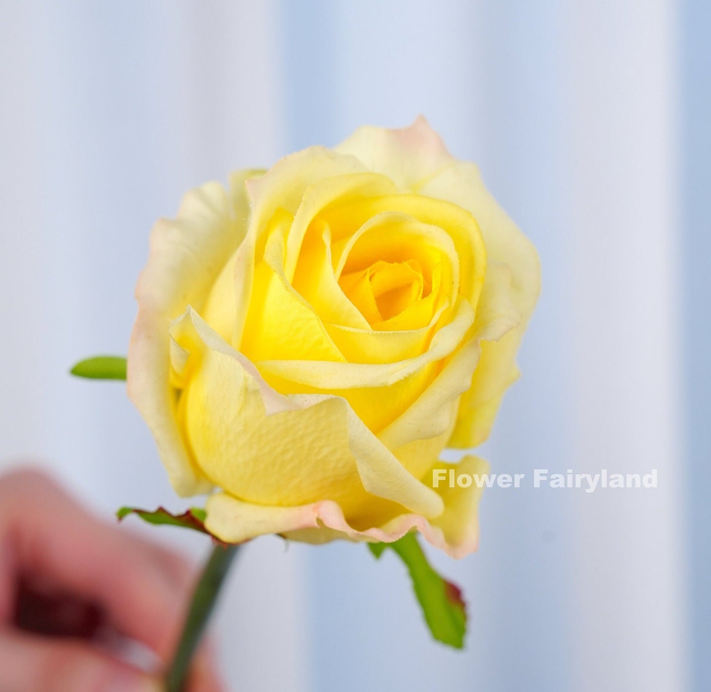 Yellow rose bouquet held in hand