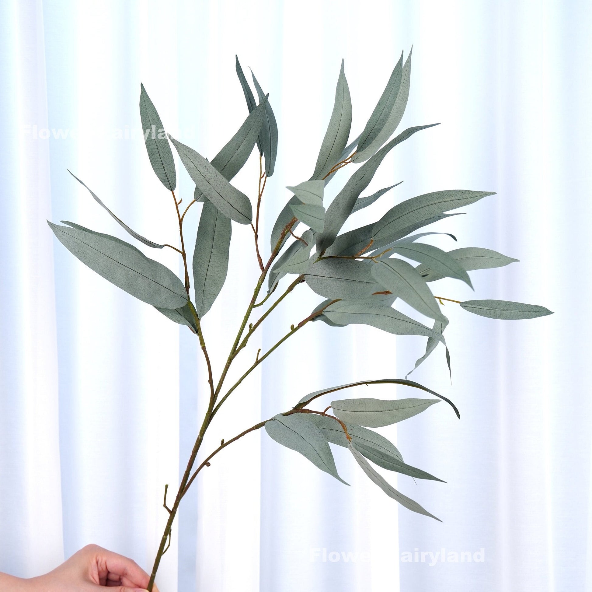 Dusty green eucalyptus leaves detail
