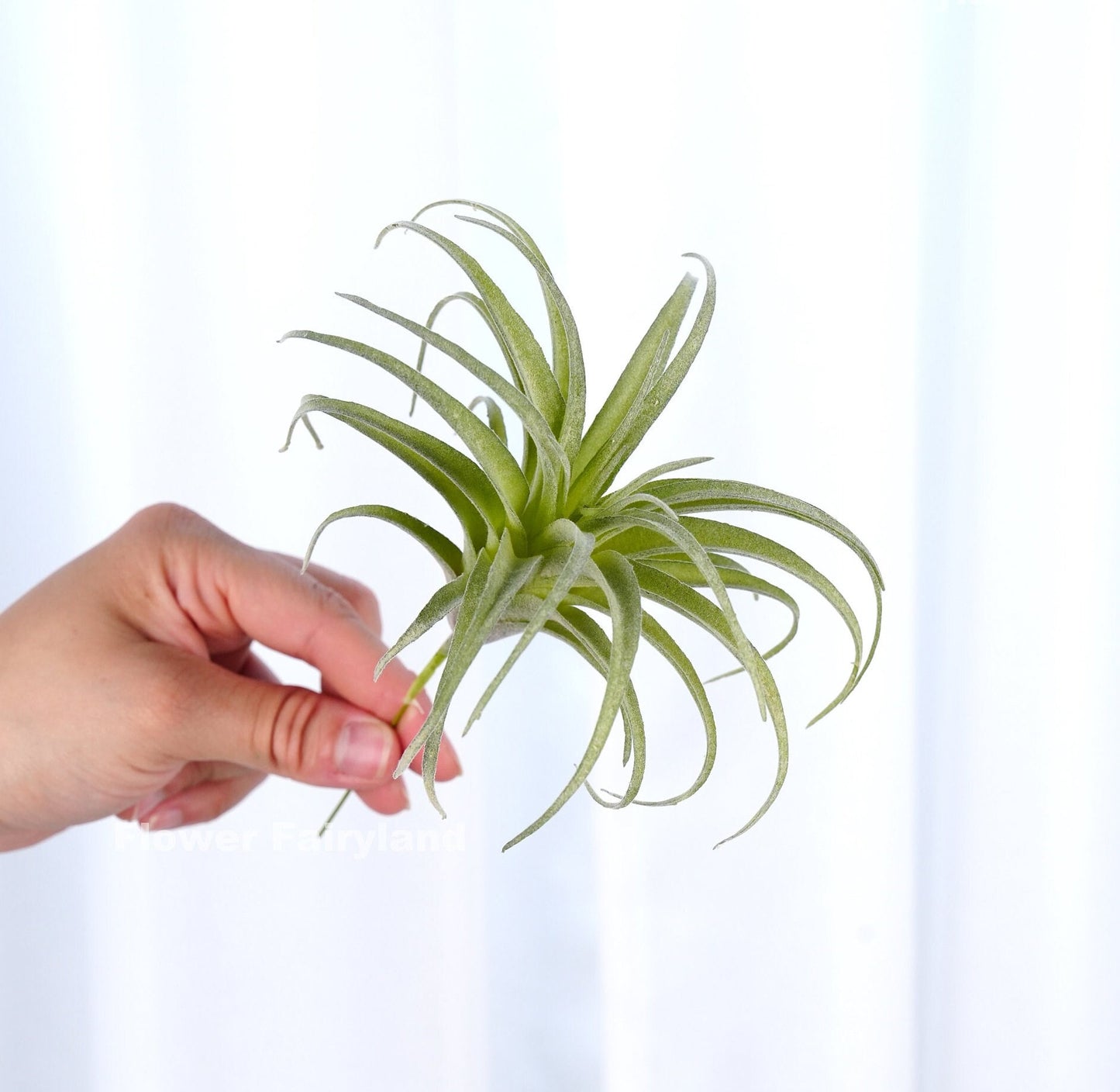 Faux air plant 7 inch with curling fronds