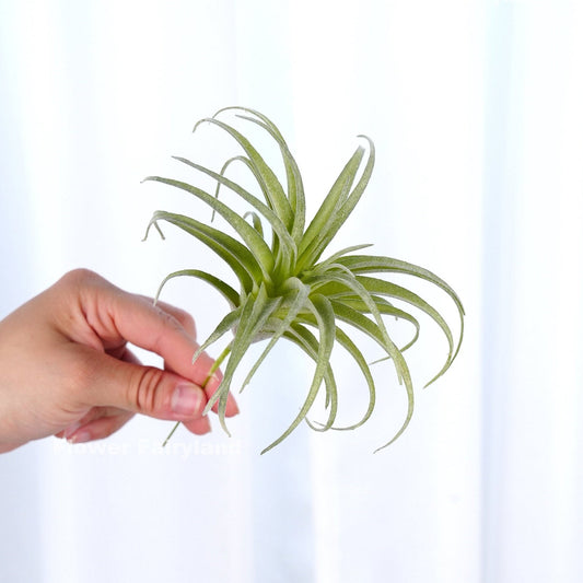 Faux air plant 7 inch square cover