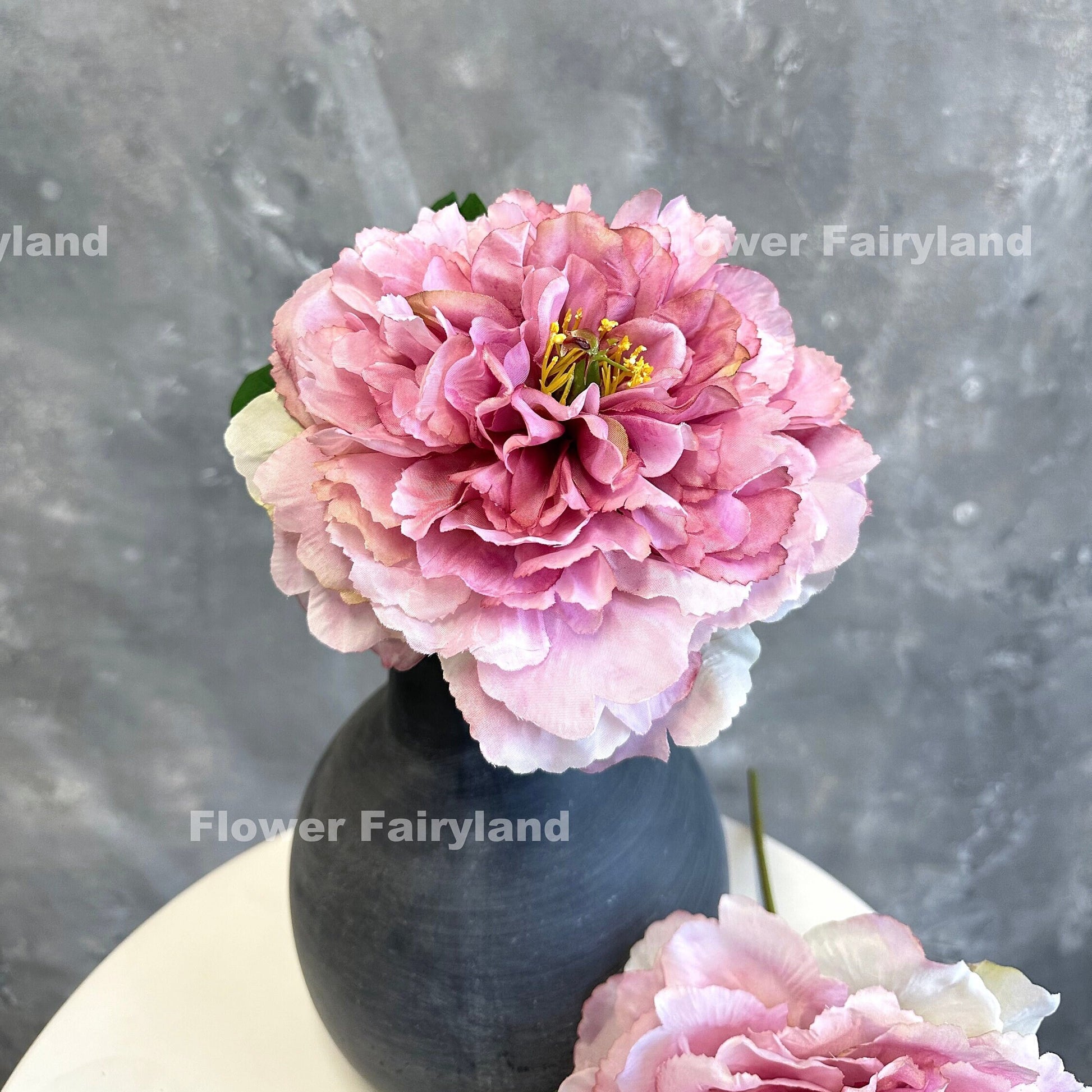Dark mauve huge peony bloom close-up