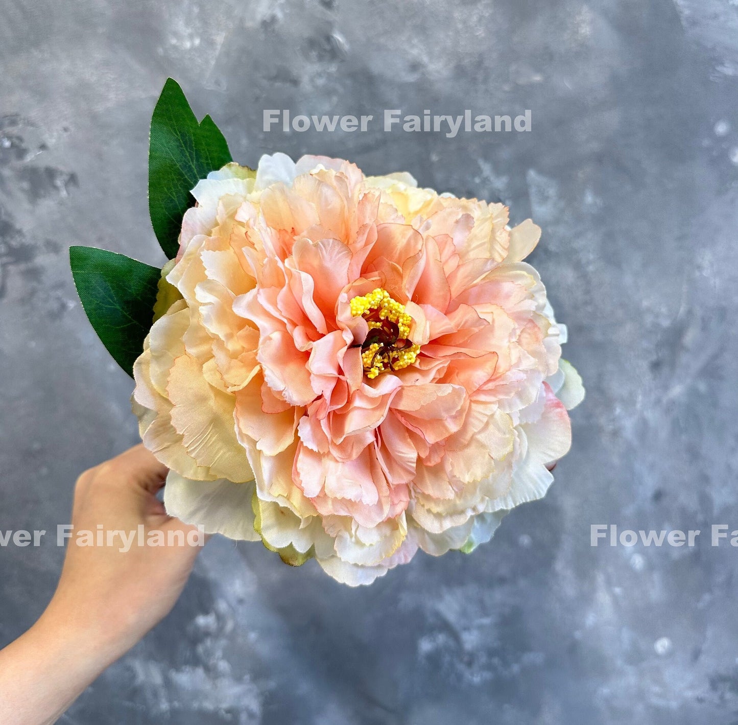 Peach huge peony bloom in a vase