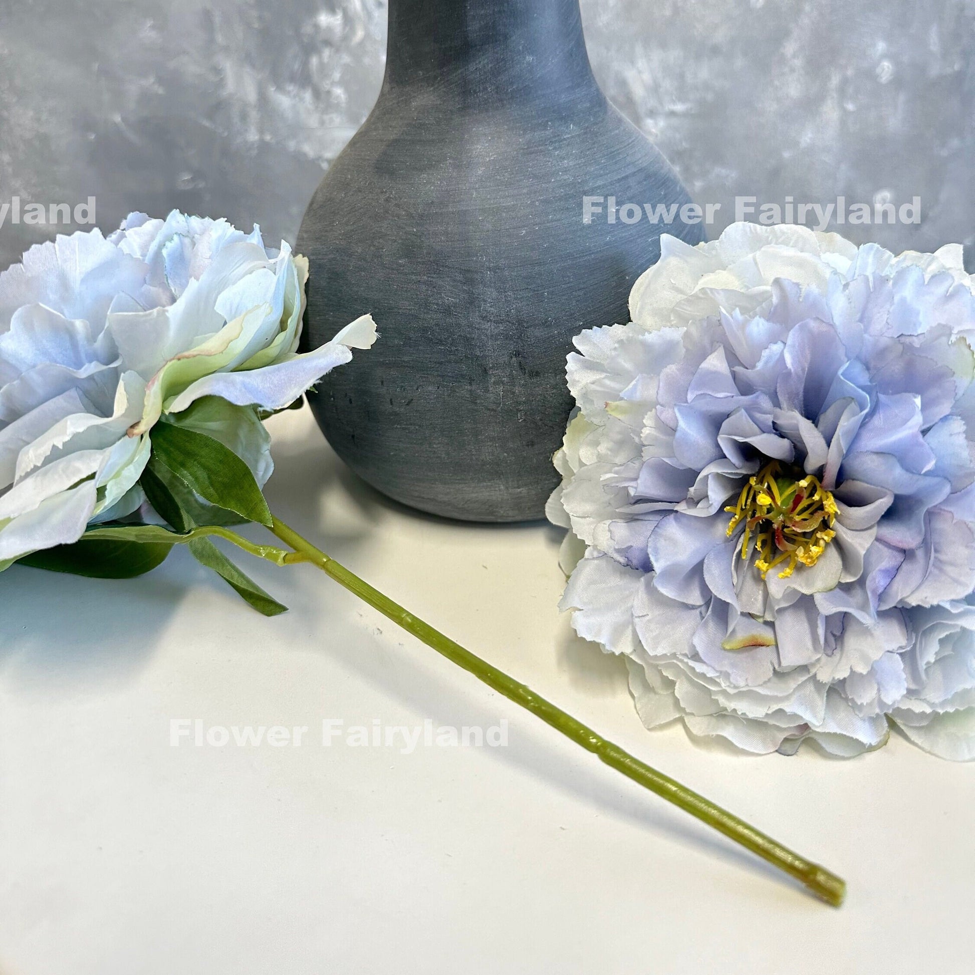 Light violet huge peony blooms