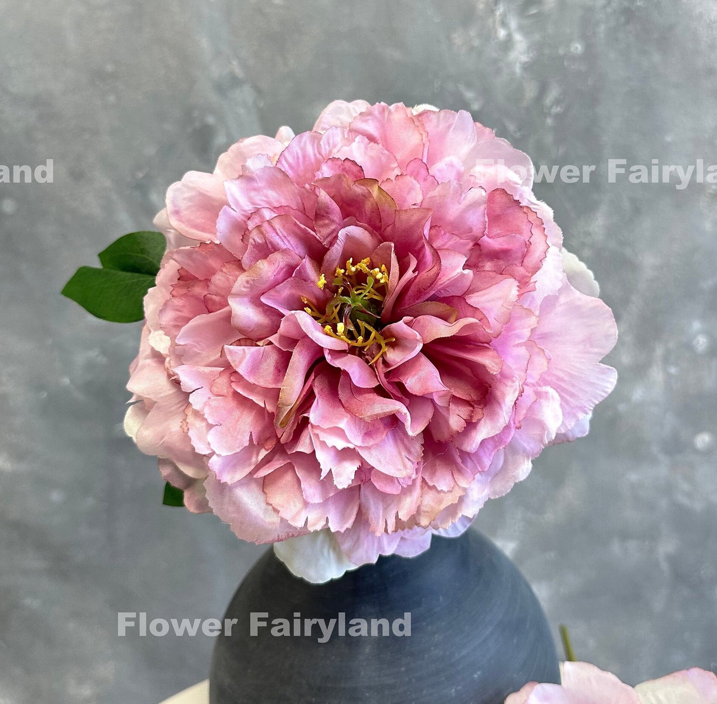 Dark mauve huge peony bloom in a vase